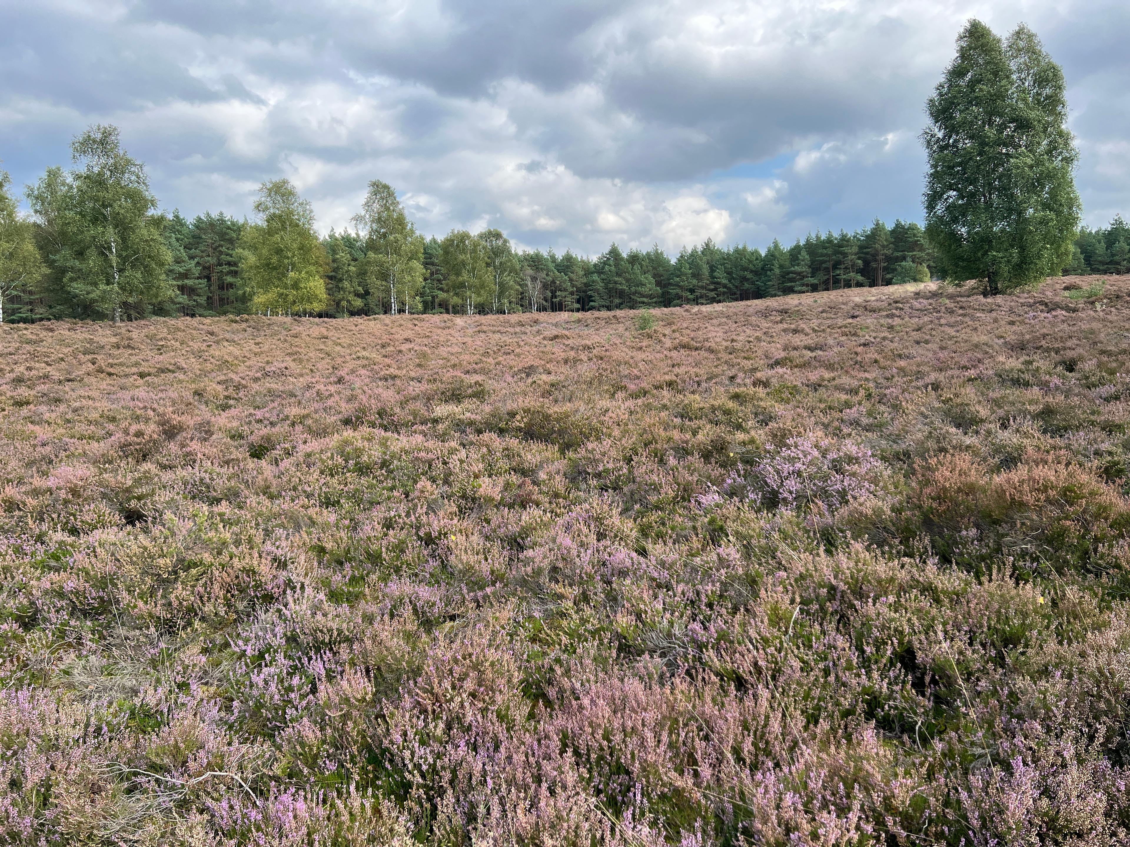 10.09.2024 Heide am Angelbecksteich