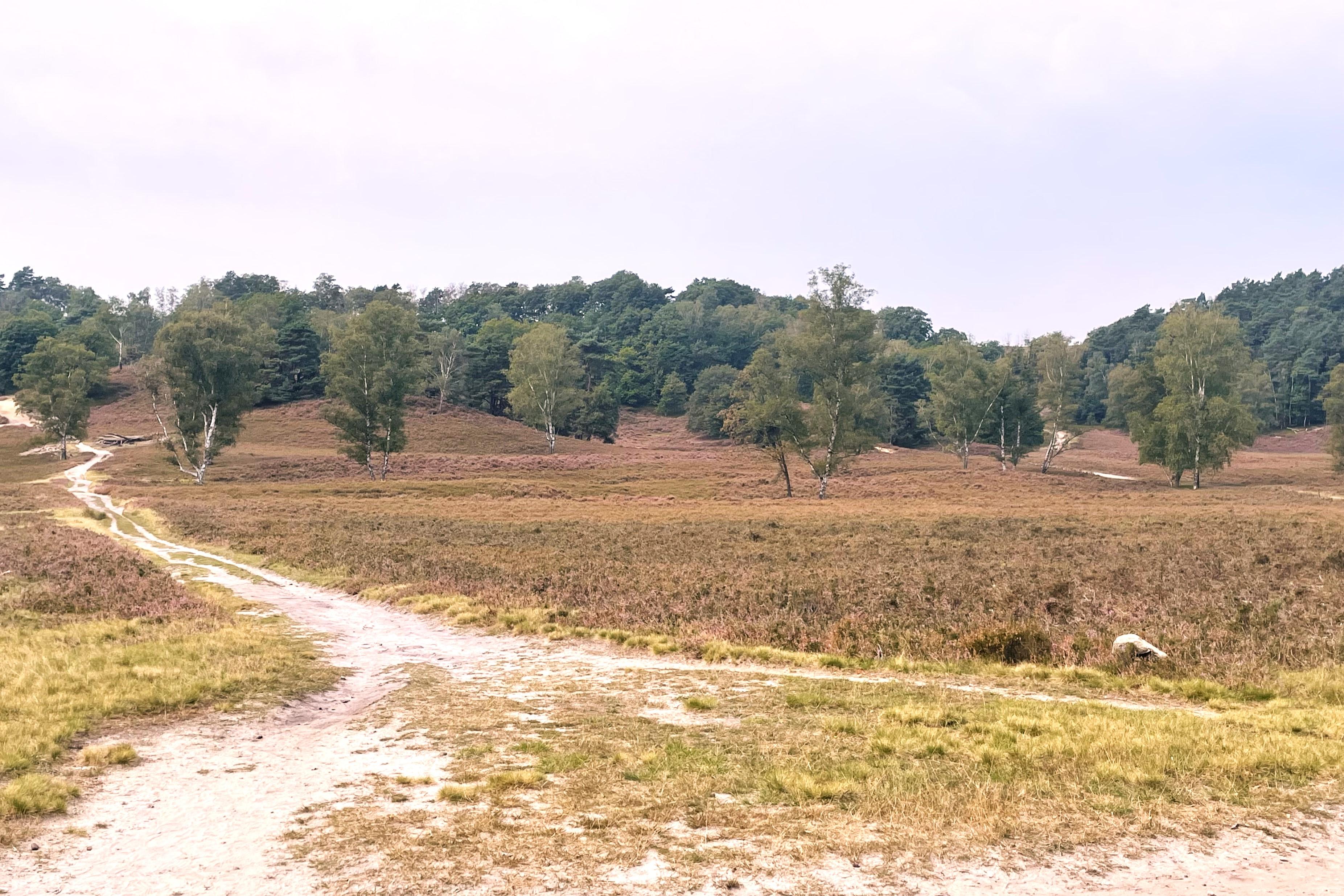 11.09.2024 Fischbeker Heide 