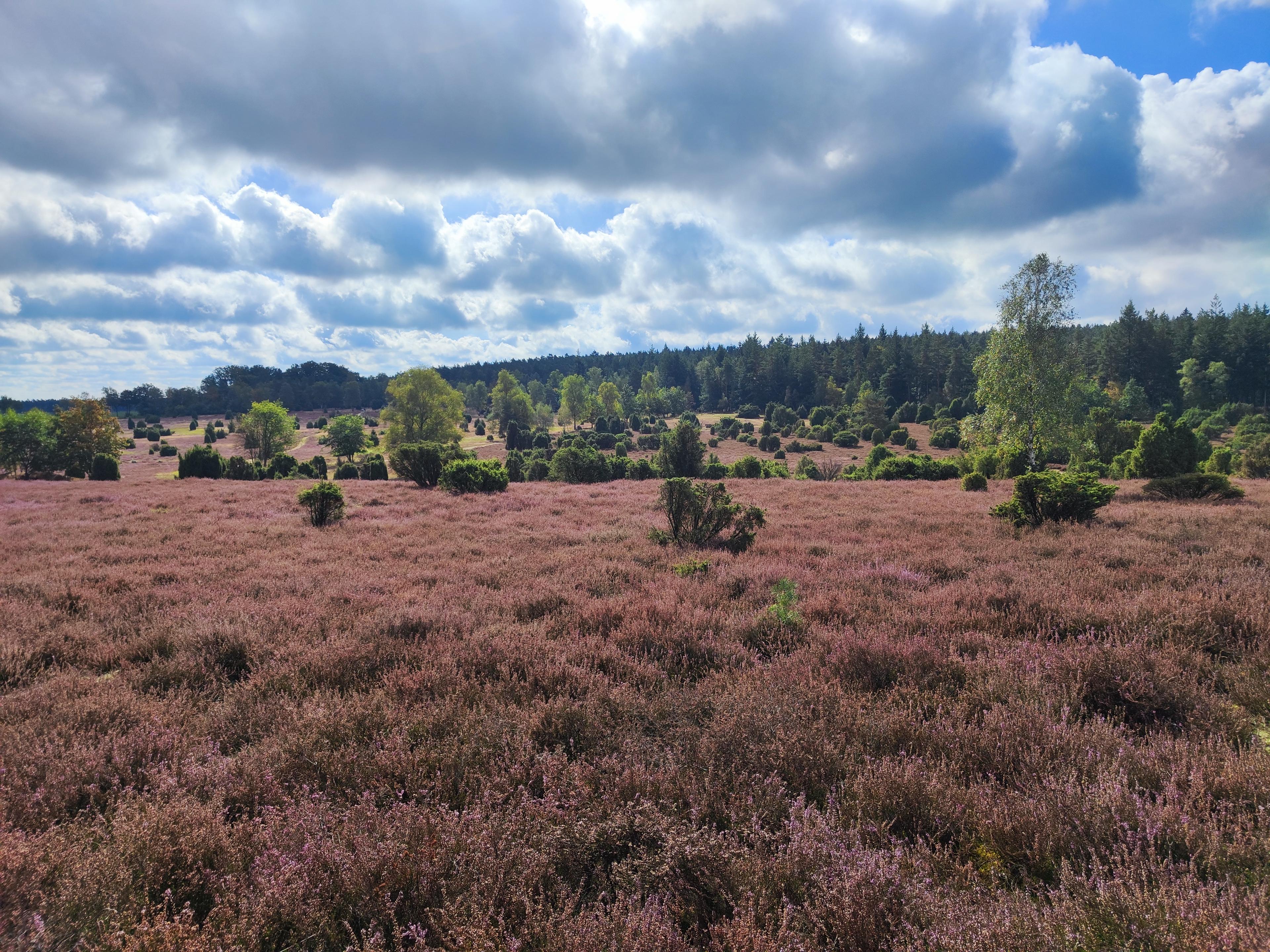 12.09.2024: Ellerndorfer Wacholderheide