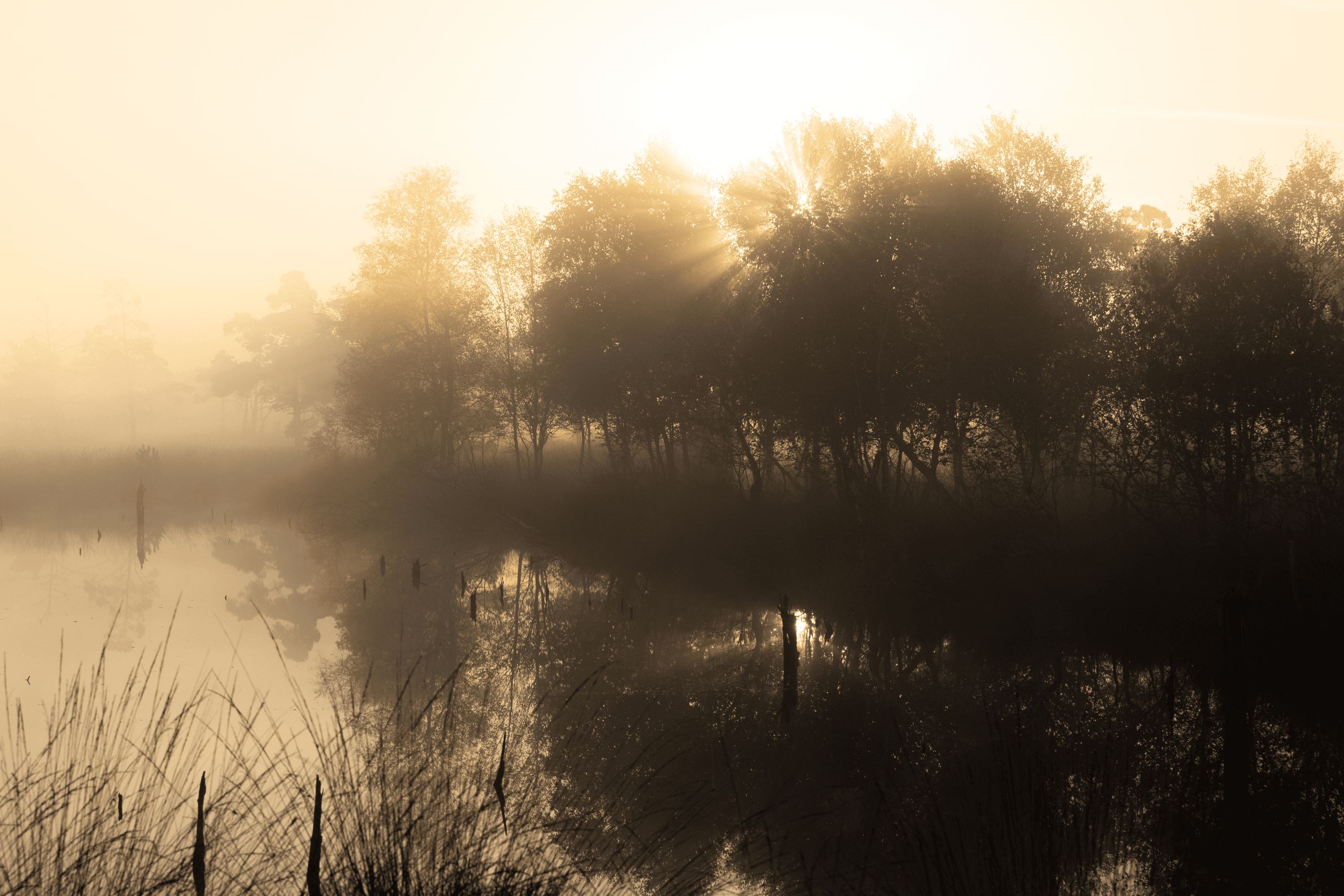 Frühnebel im Pietzmoor