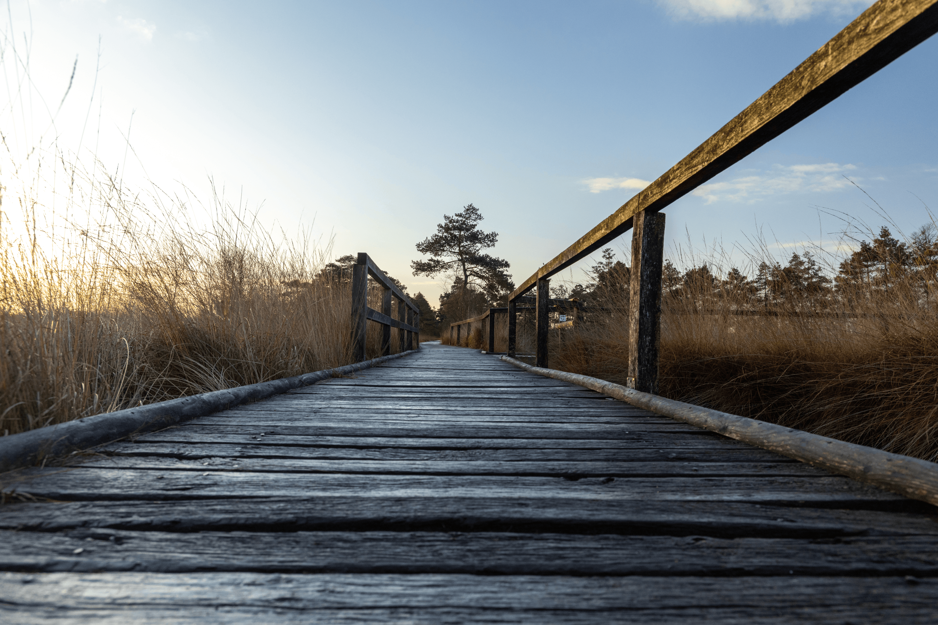 Bohlenweg durch das Pietzmoor