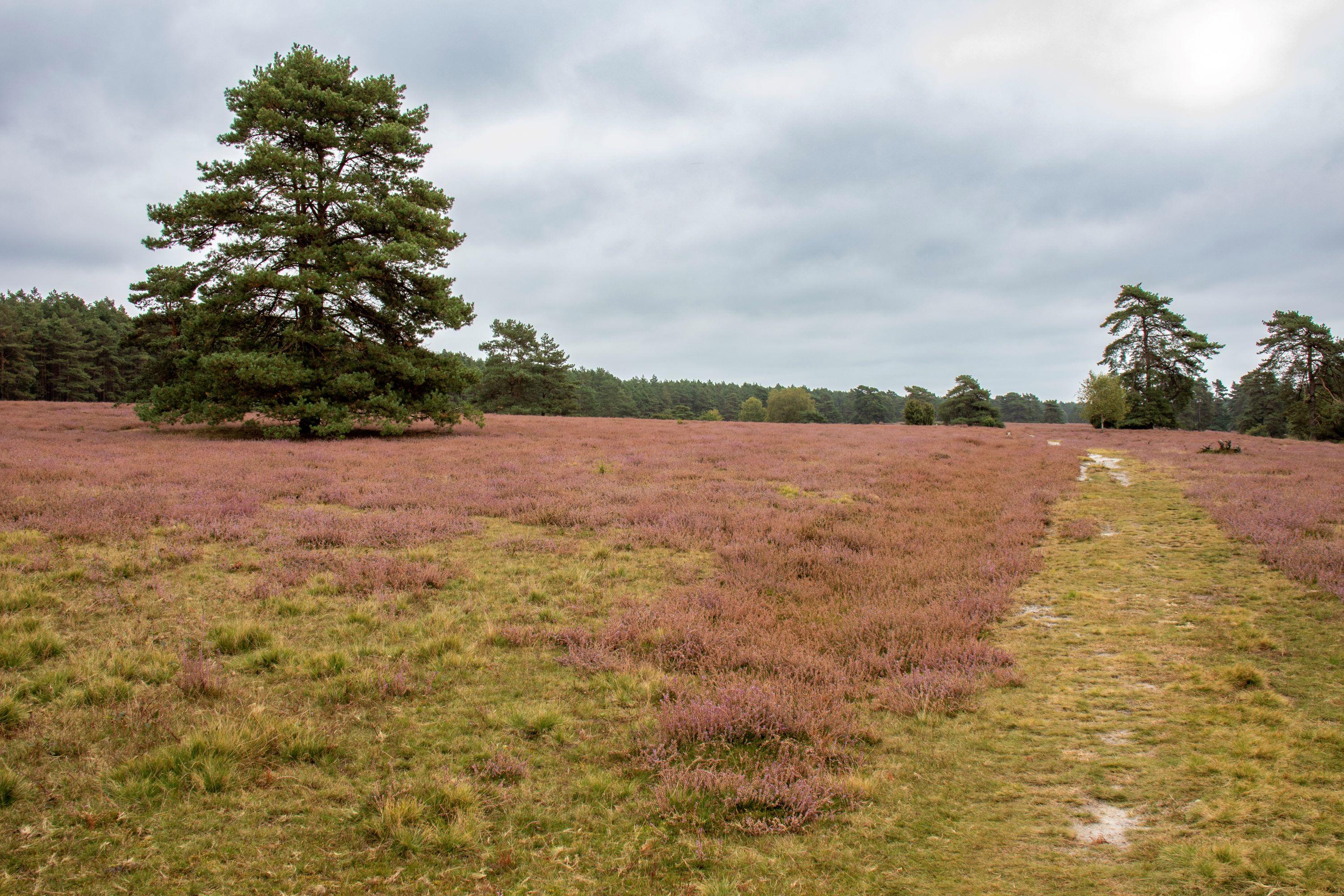 17.09.2024 Misselhorner Heide