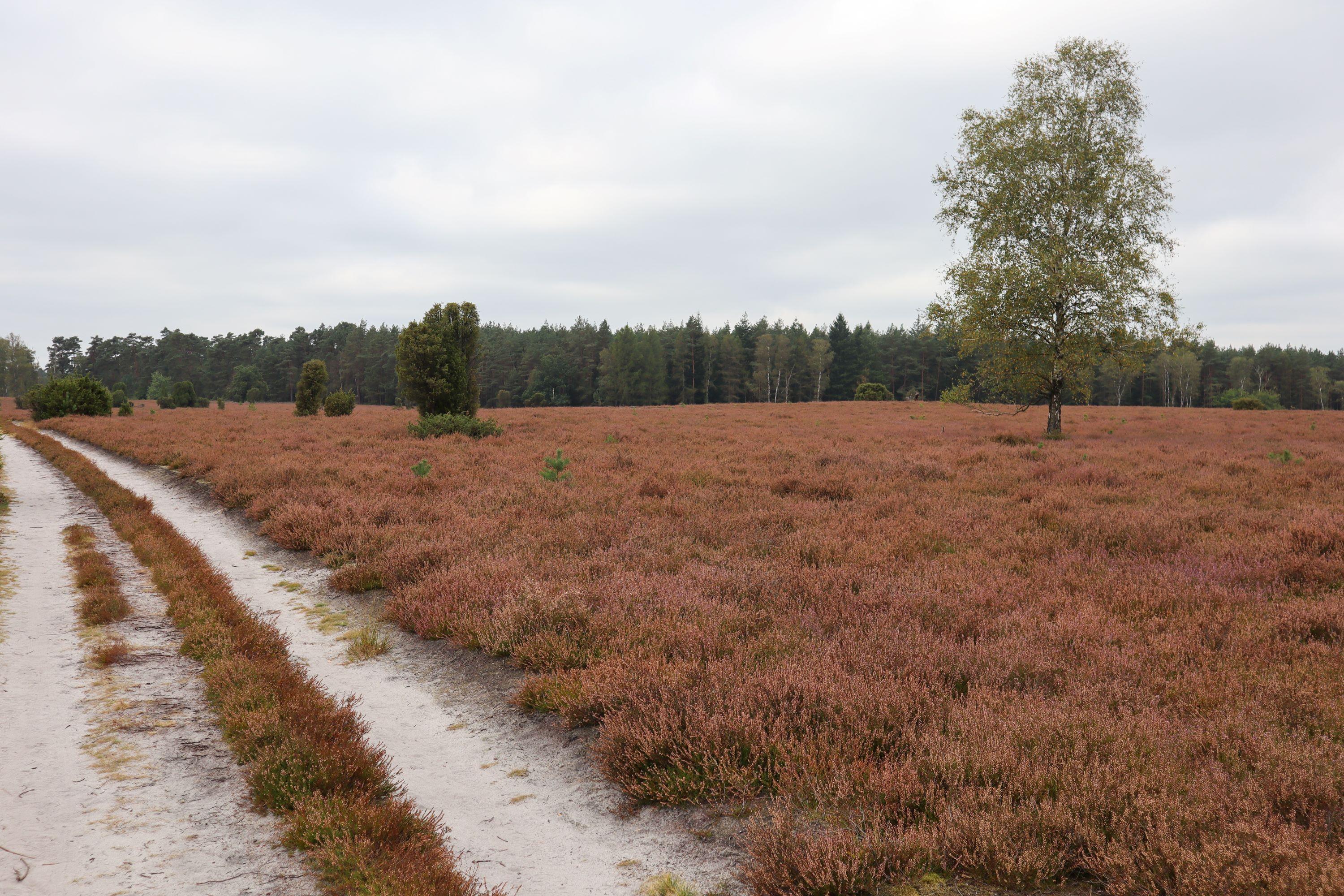 17.09.2024 Oberoher Heide