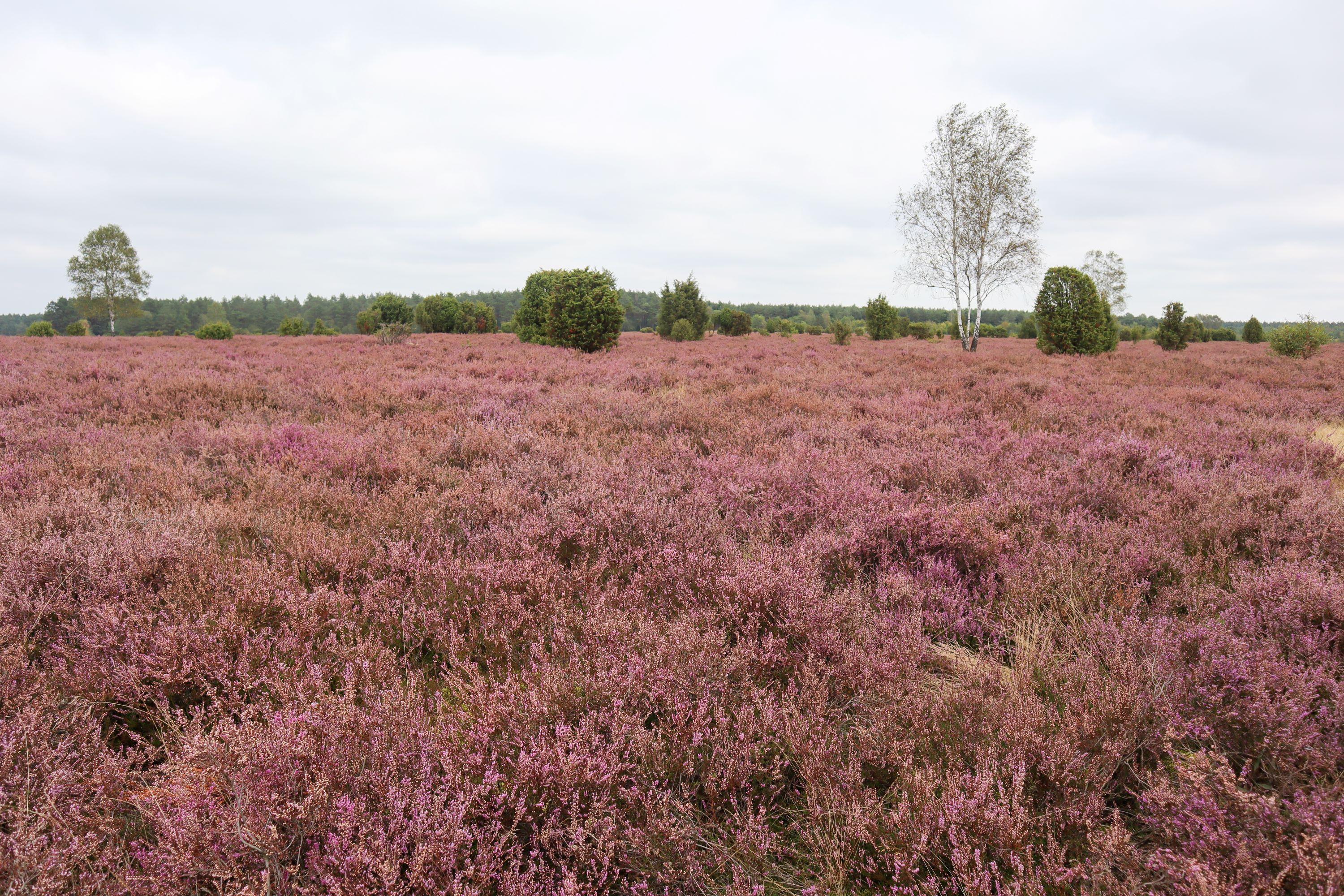 17.09.2024 Wacholderwald Schmarbeck