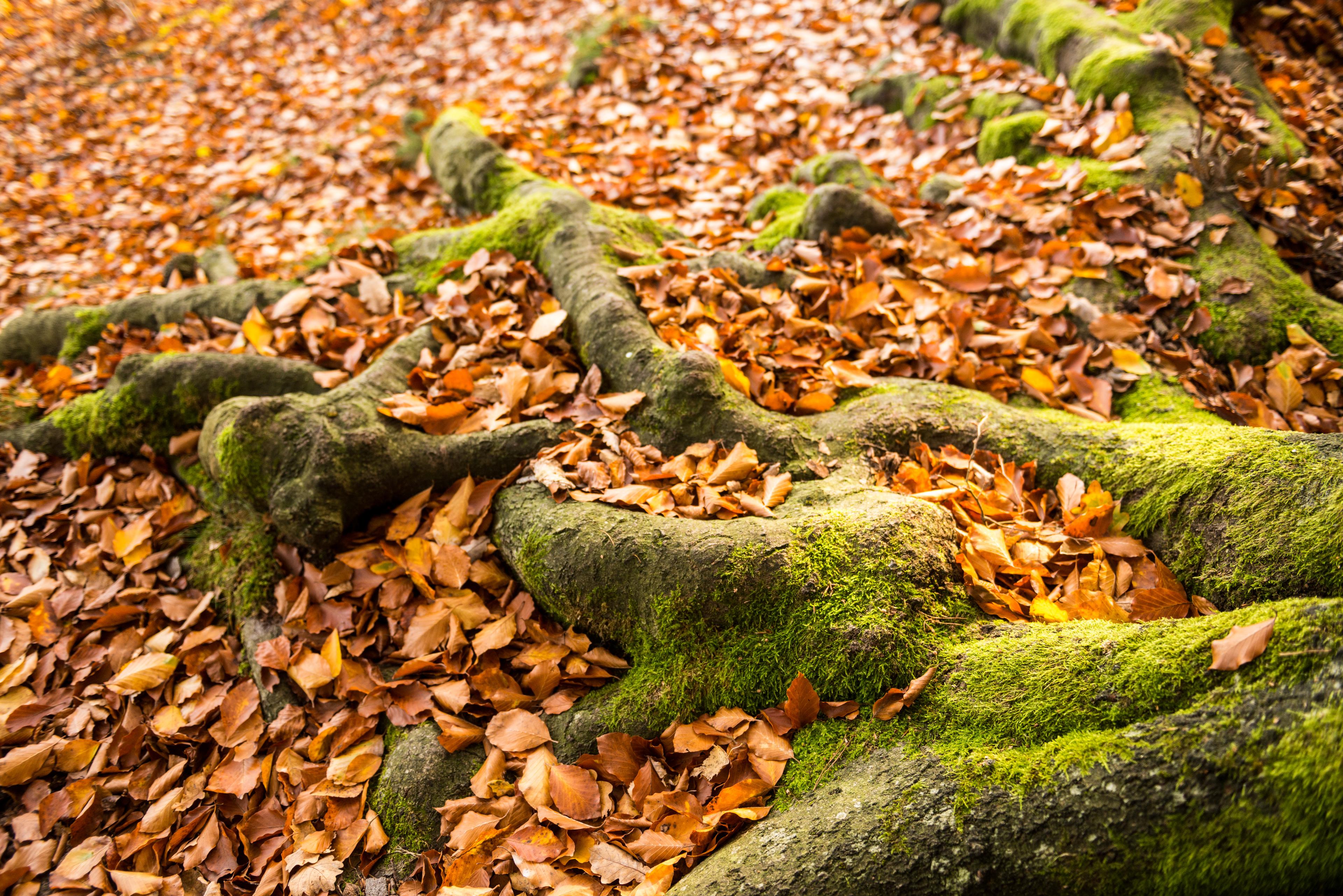 Herbstlaub an den Wildecker Teichen