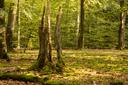 Waldbaden im Lüsswald in Unterlüß