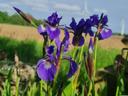 Ferienwohnung Fischer Iris im Garten