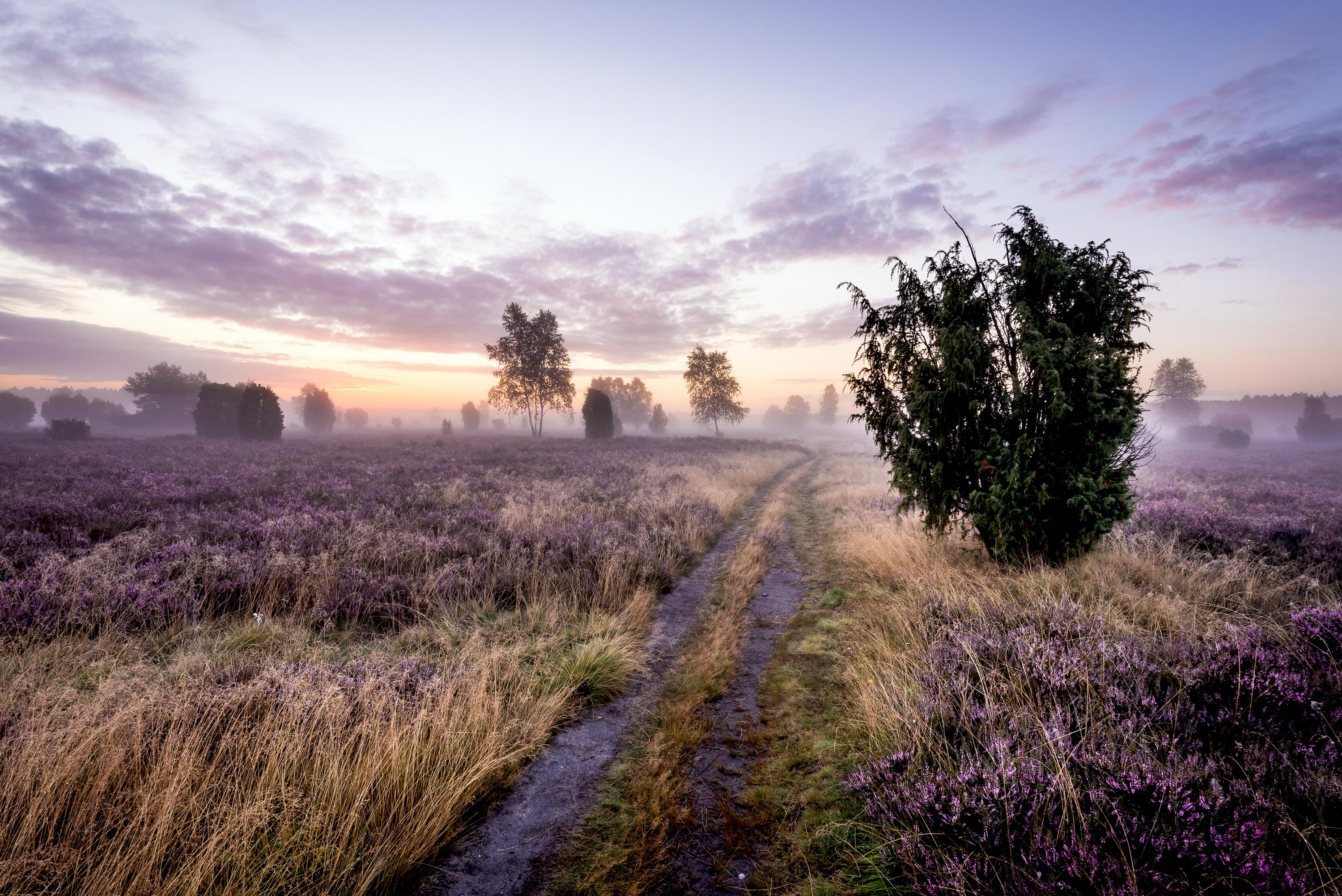 1043-Lueneburger-Heide-Wacholderheide.jpg