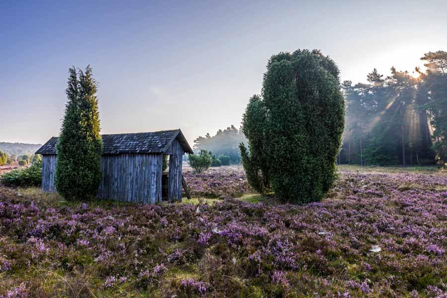 Wacholder in der Lüneburger Heide