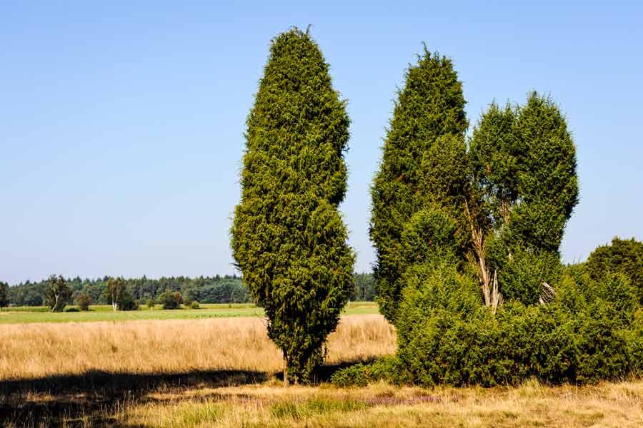 Wacholder in der Lüneburger Heide