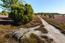 Wacholder in der Lüneburger Heide