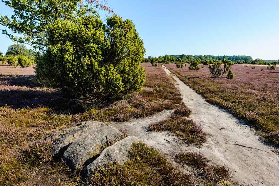 Wacholder in der Lüneburger Heide