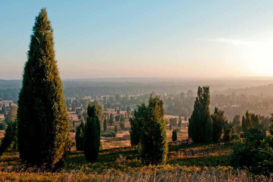 Wacholder in der Lüneburger Heide