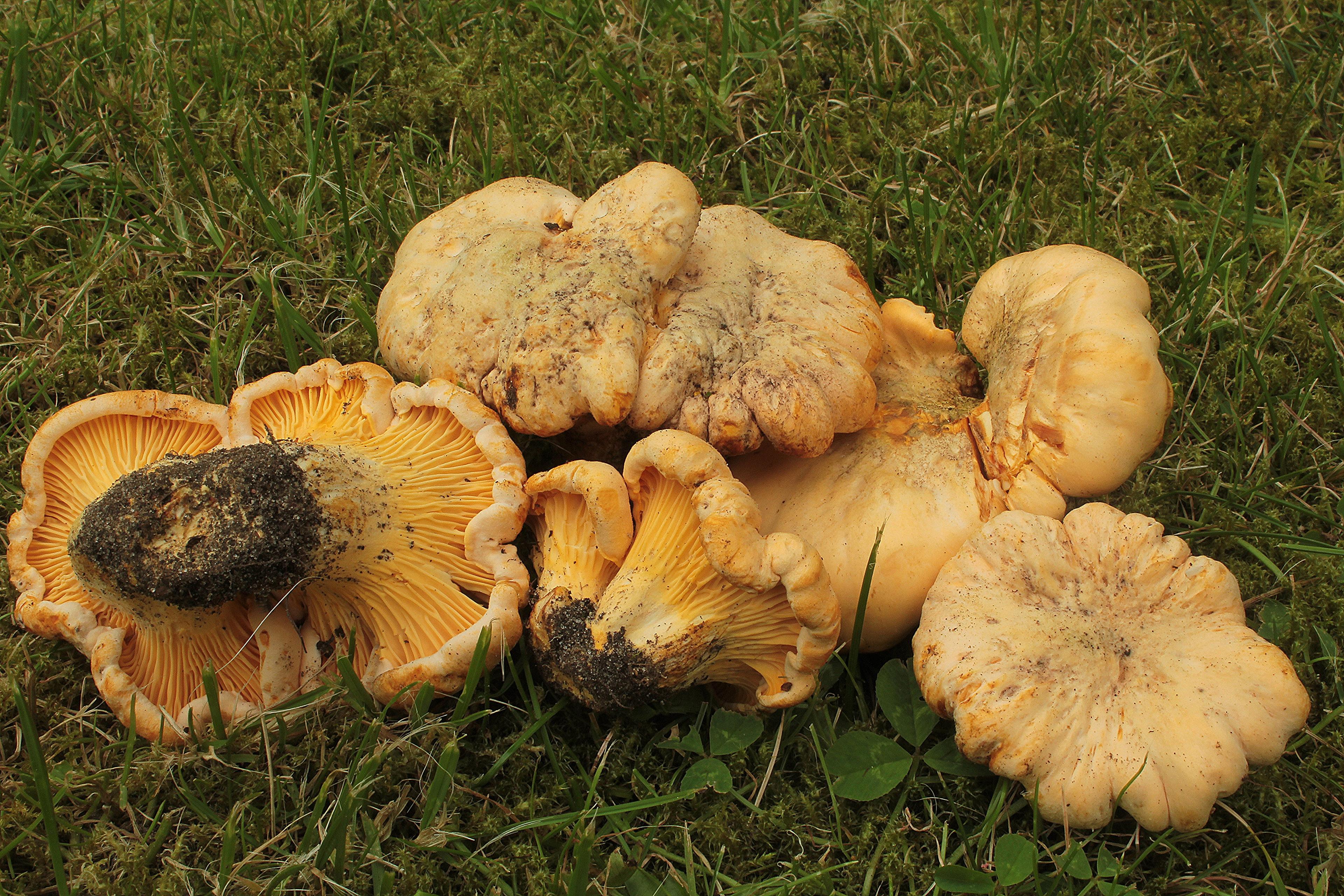 Natur - leicht gemacht: Der Spätherbst und seine Pilze in jungen Wäldern