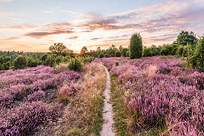 Natur Lüneburger Heide