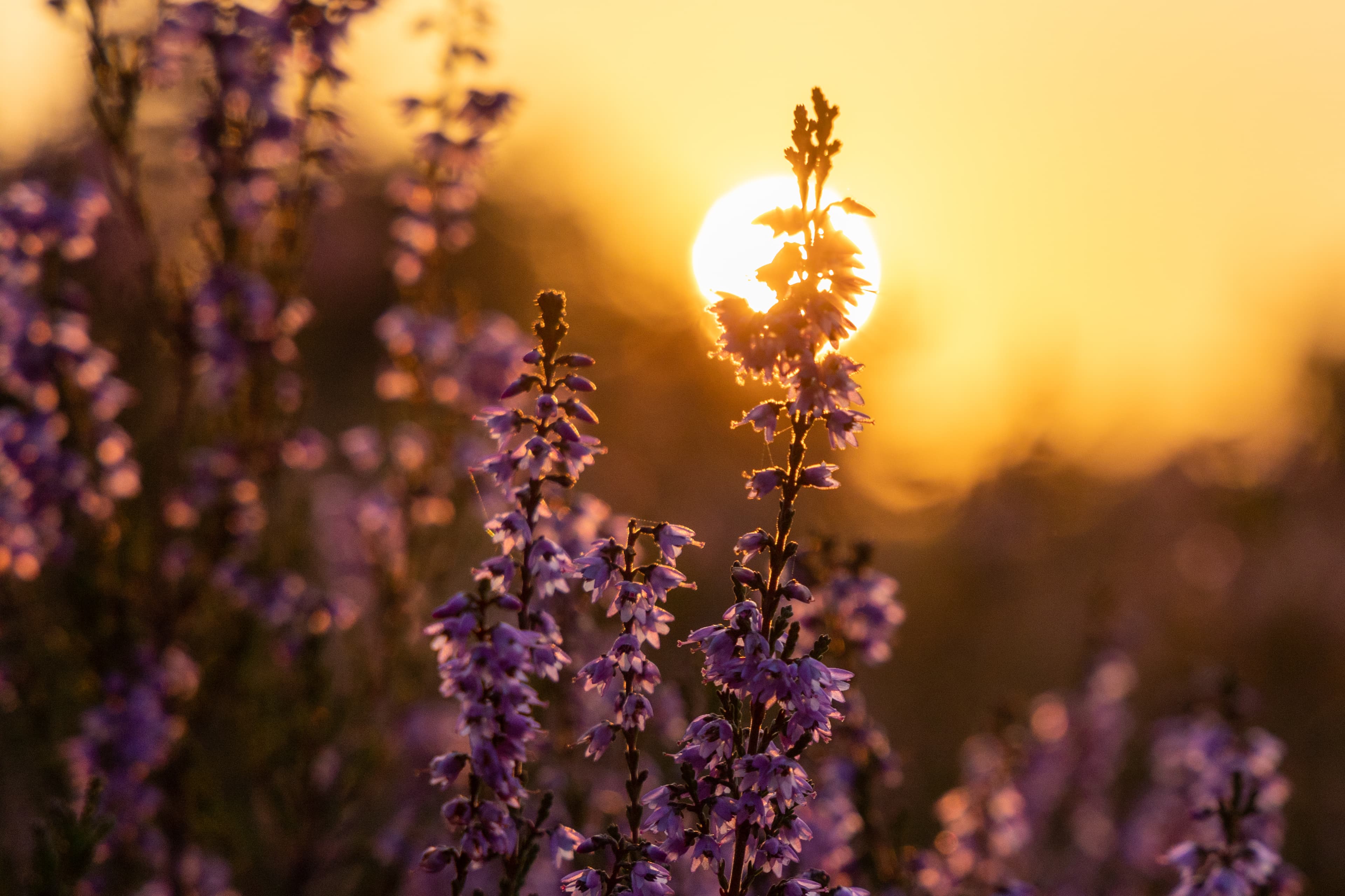 Heideblüte in der Osterheide Schneverdingen