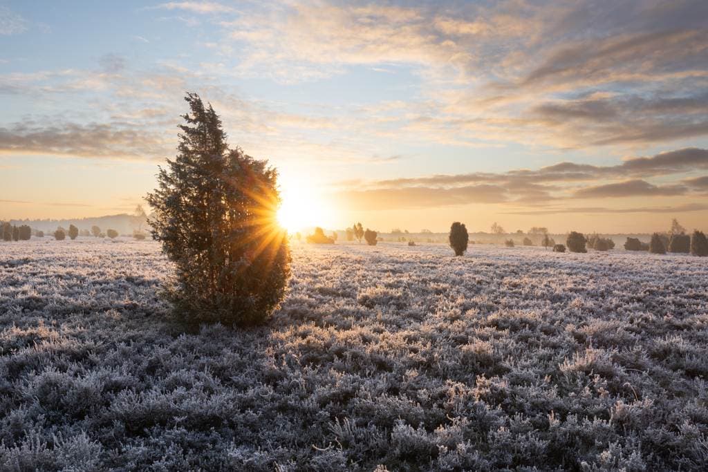 Winterlicher Wacholderwald bei Schmarbeck lädt zum Winterwandern in der Lüneburger Heide ein