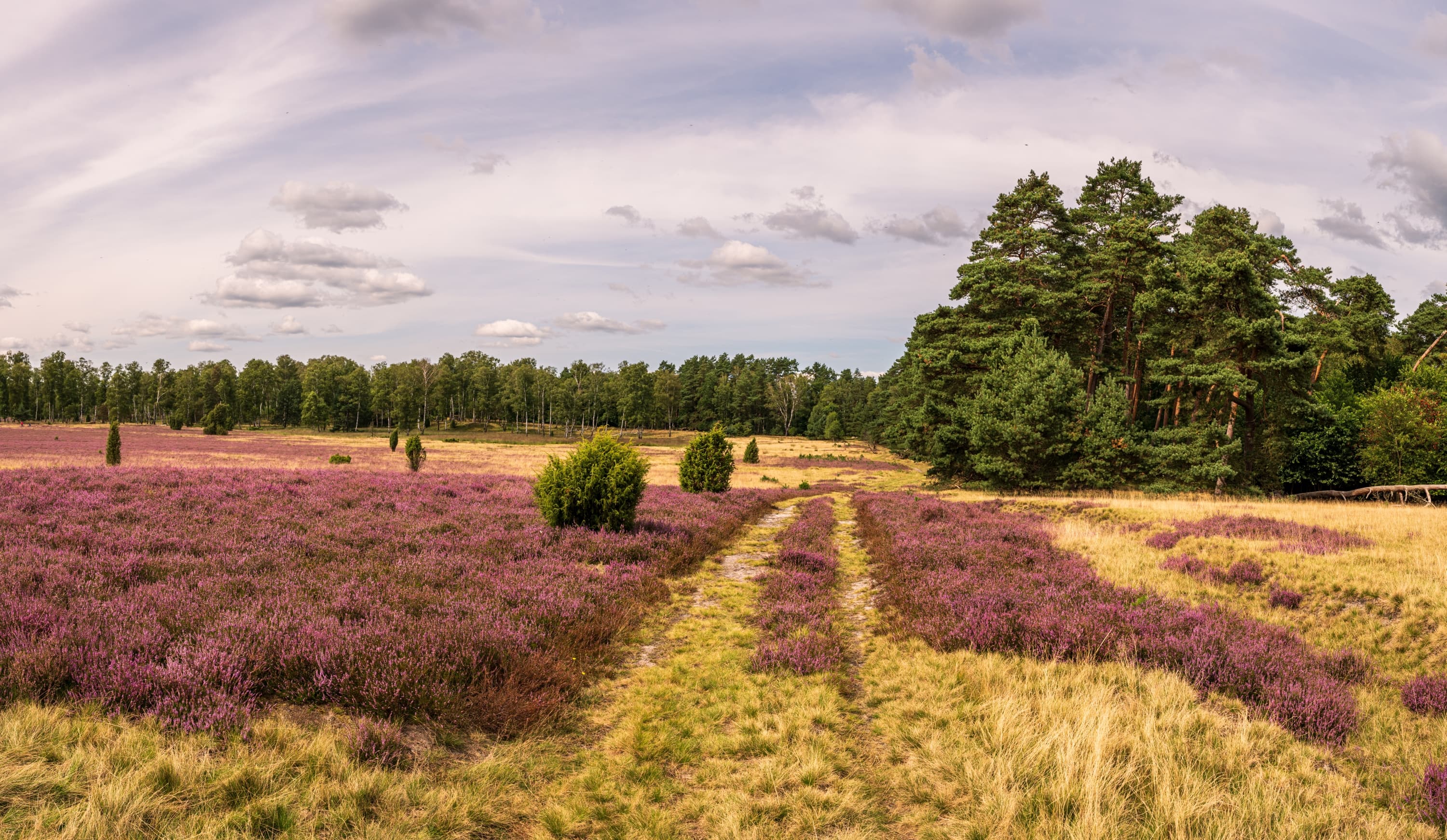 Oberoher Heide Heideblüe Sommer