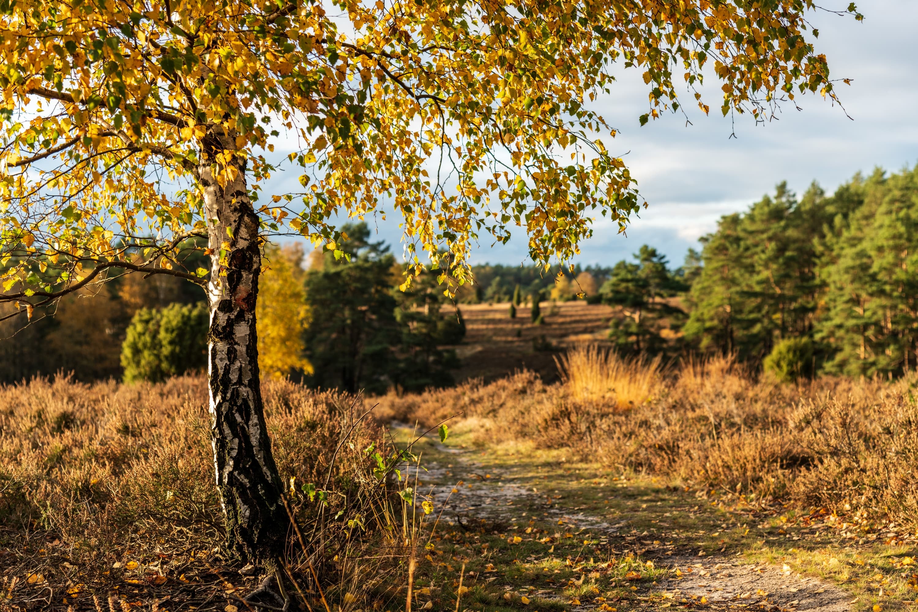 Hermannsburg Misselhorner Heide Herbst