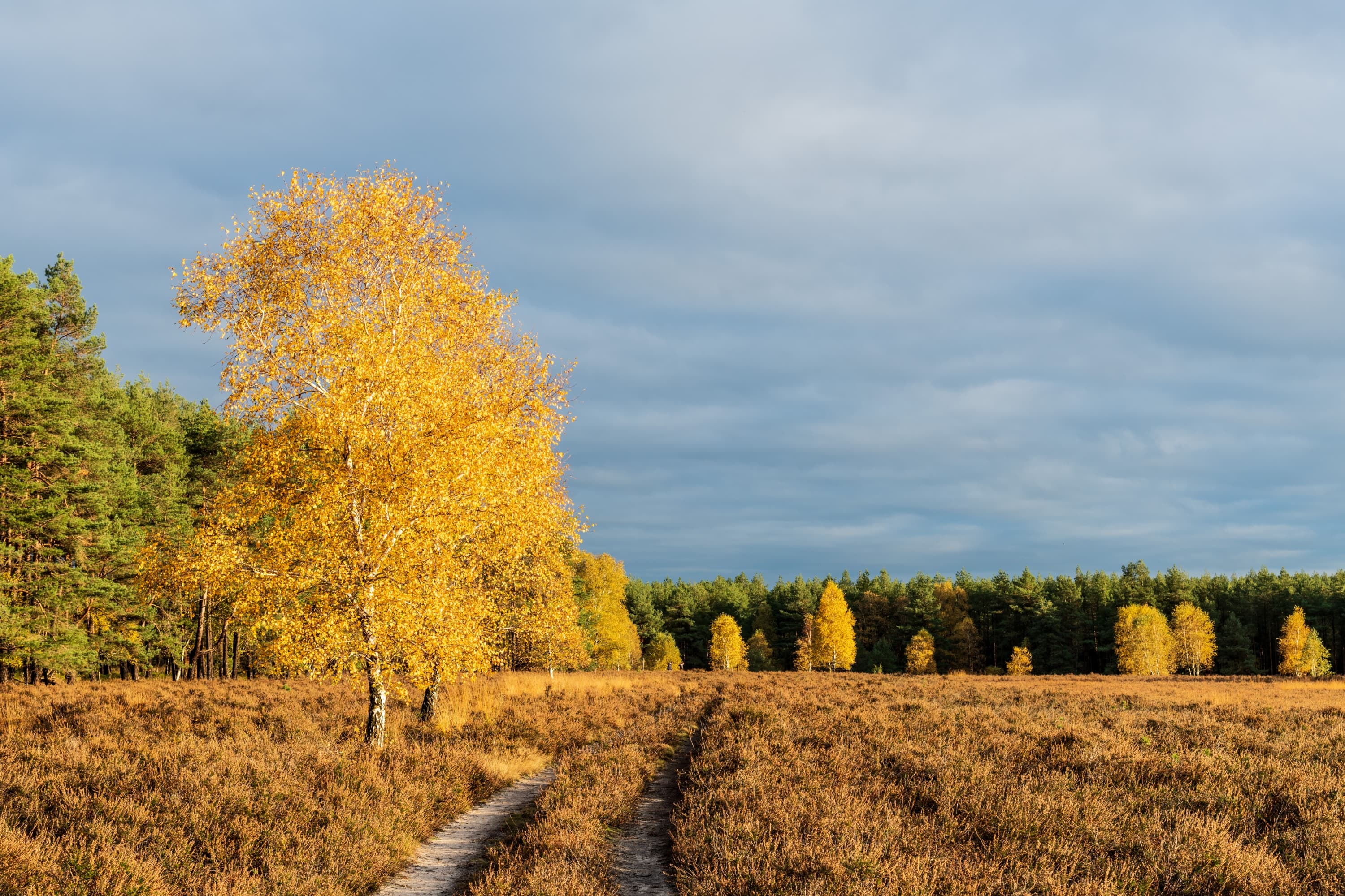 Hermannsburg Misselhorner Heide Herbst