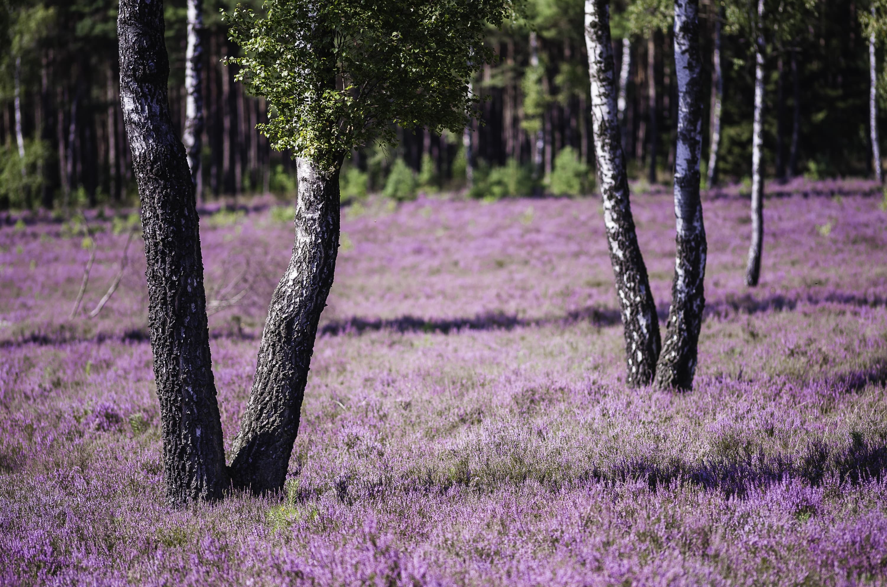 Haußelberg Südheide Heideblüte