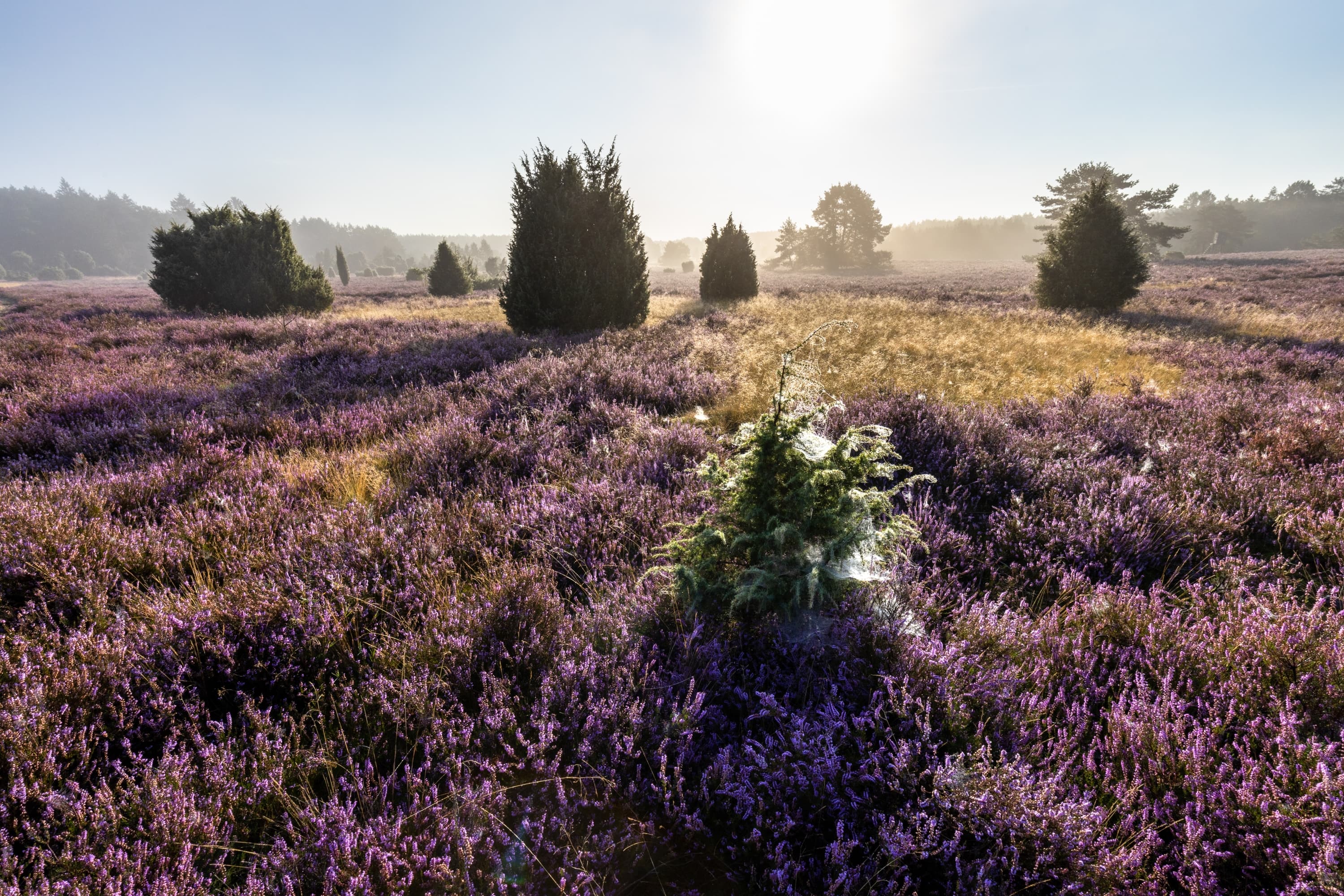 Haußelberg Südheide Heideblüte