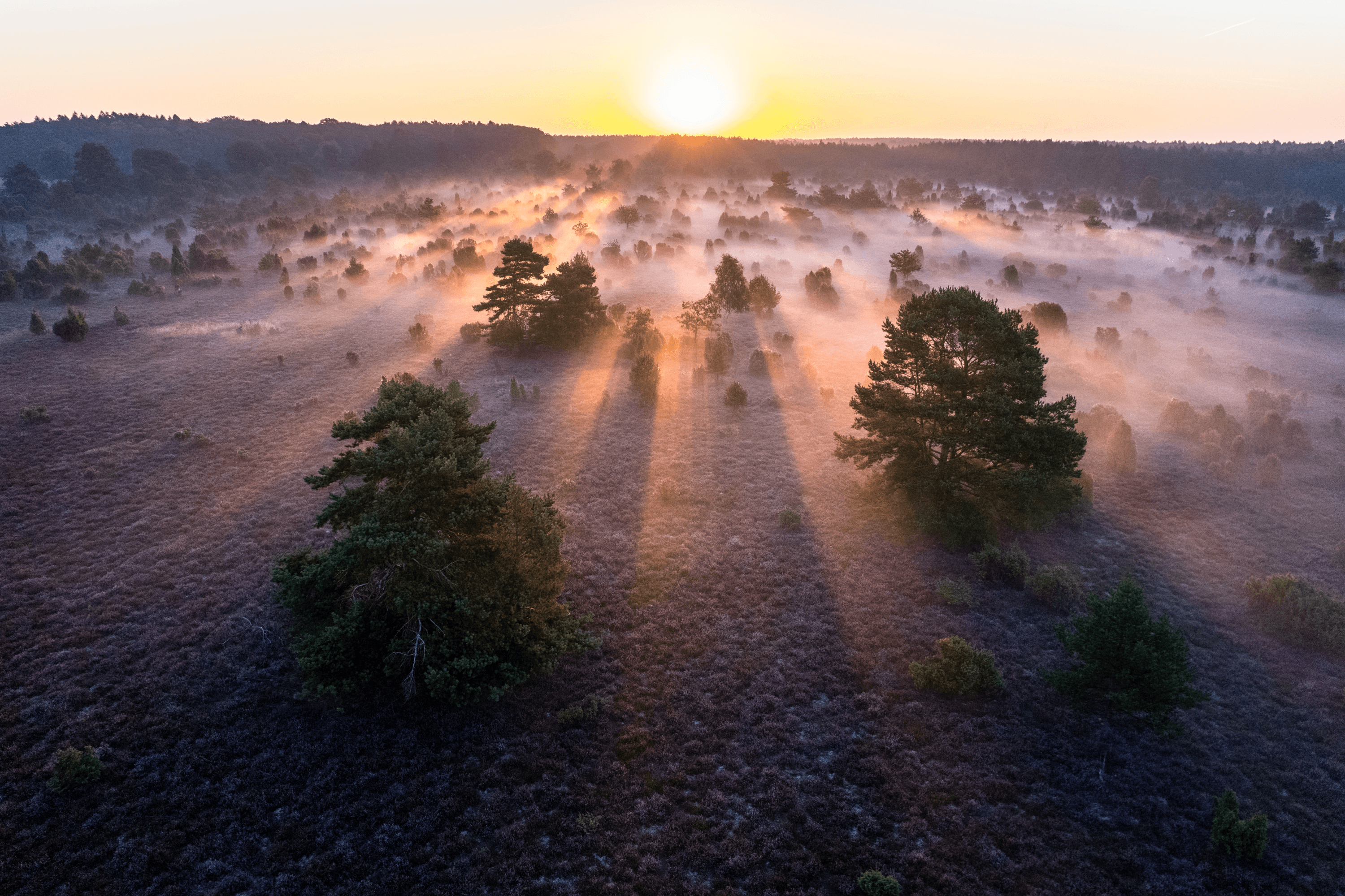 Top Sehenswürdigkeit ist der Wacholderwald Schmarbeck in der Lüneburger heide