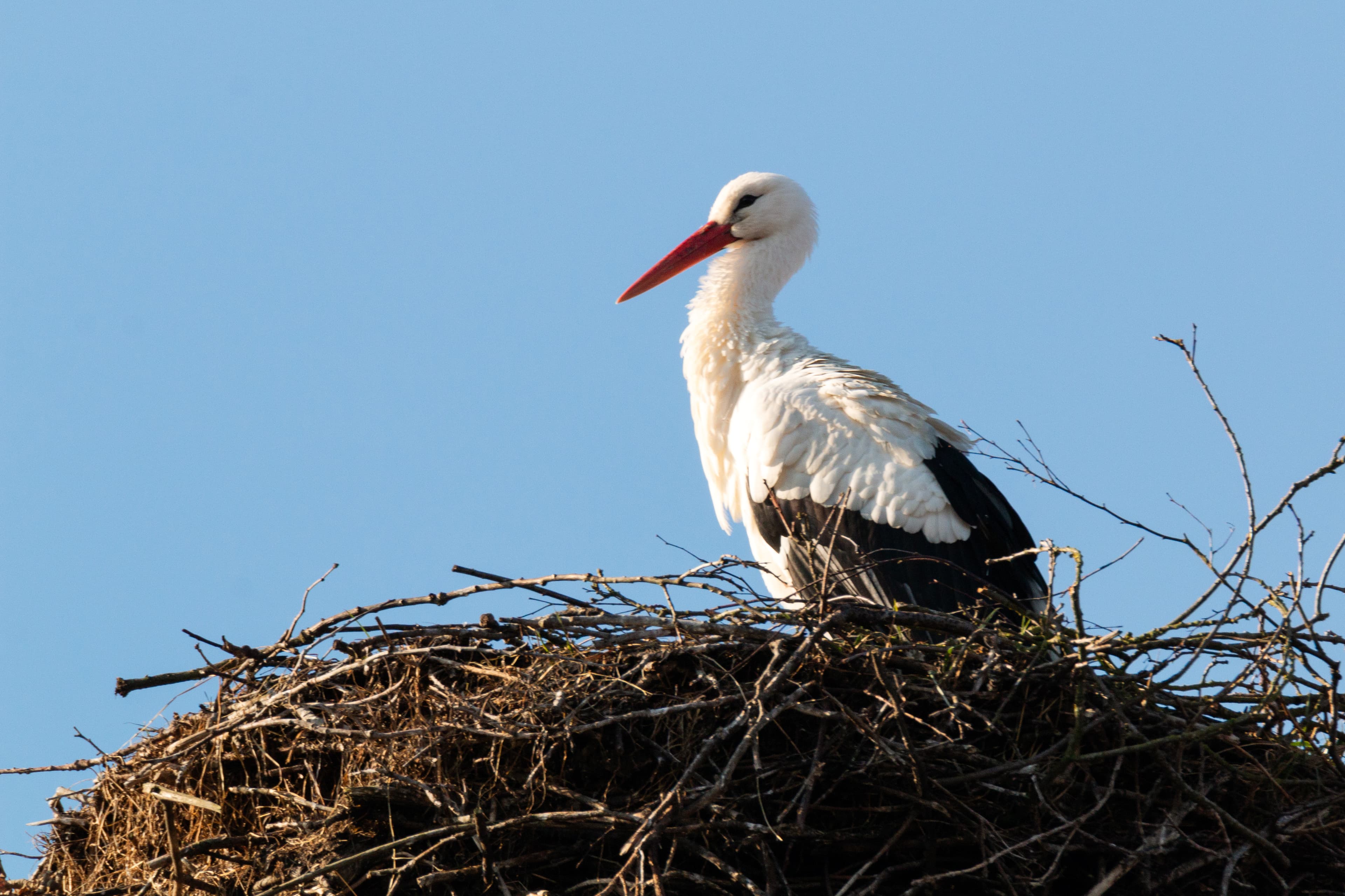 Storchennest Winsen (Aller)