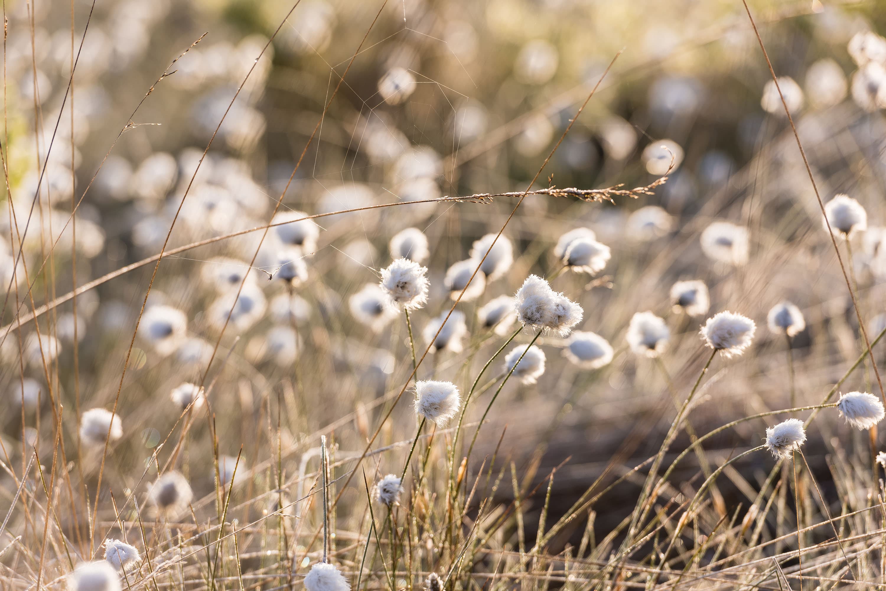 Die Wollgrasblüte im Frühling im Pietzmoor