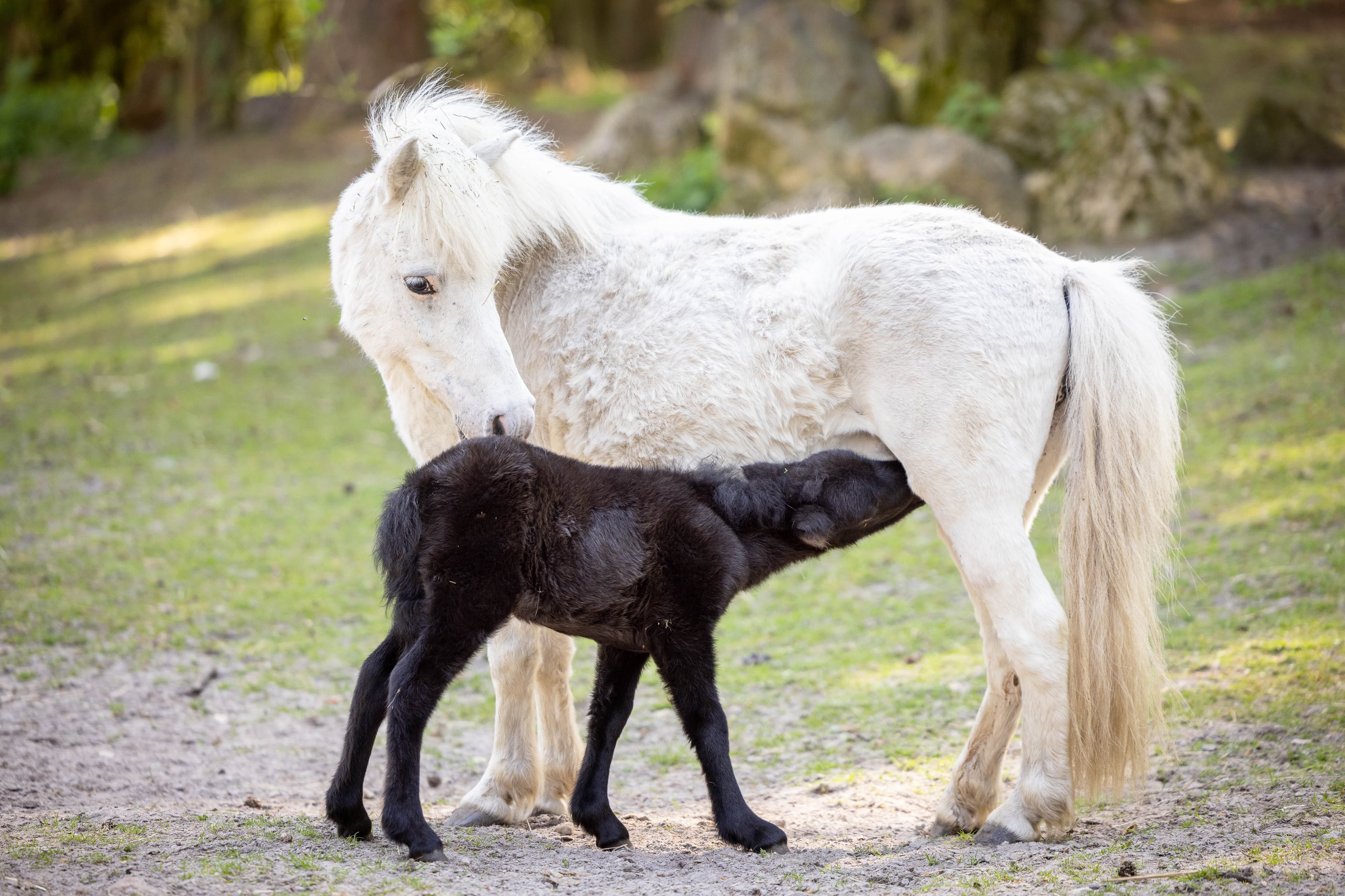 Pony Fohlen im Tierpark Lüneburger Heide