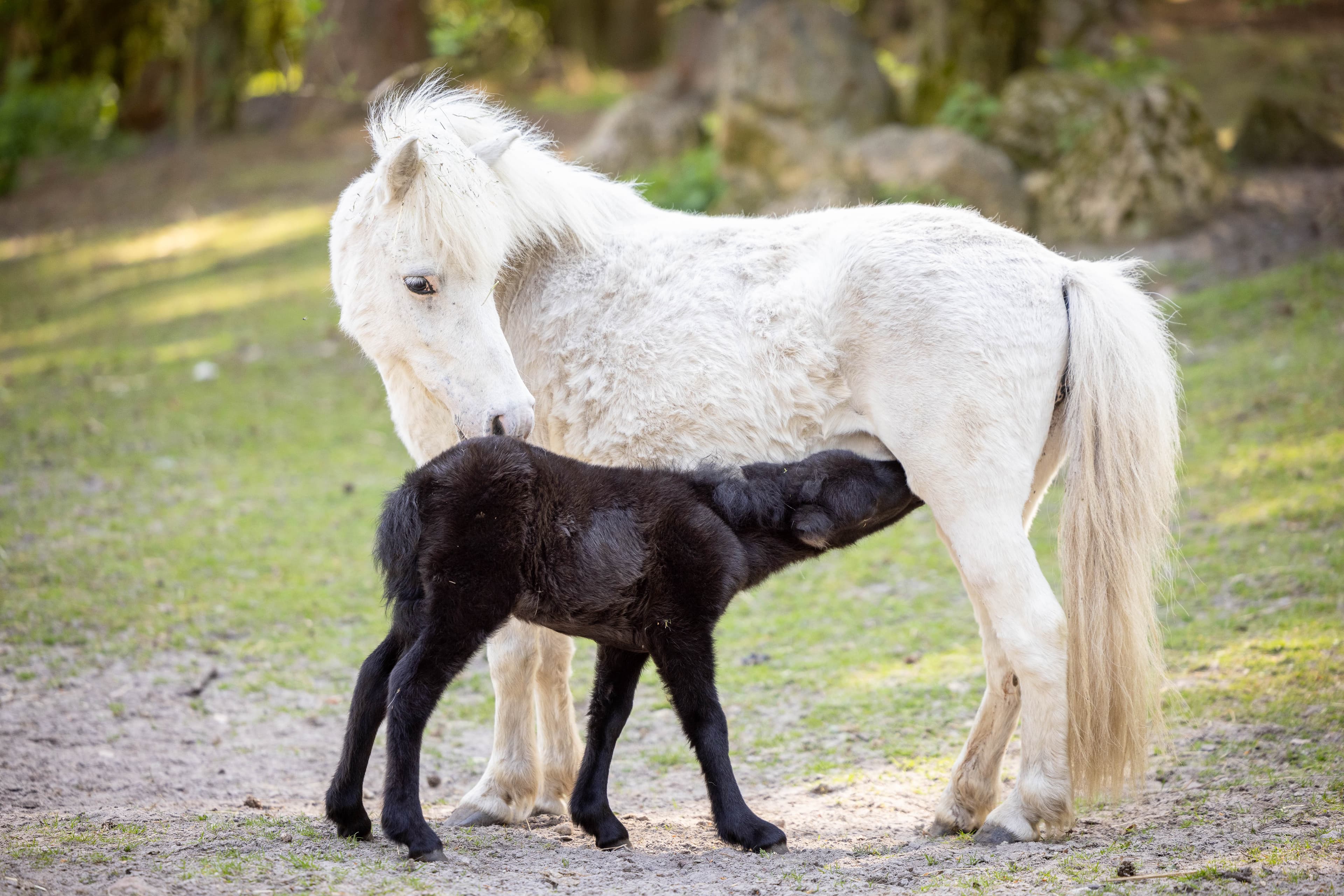 Ponystute mit Fohlen