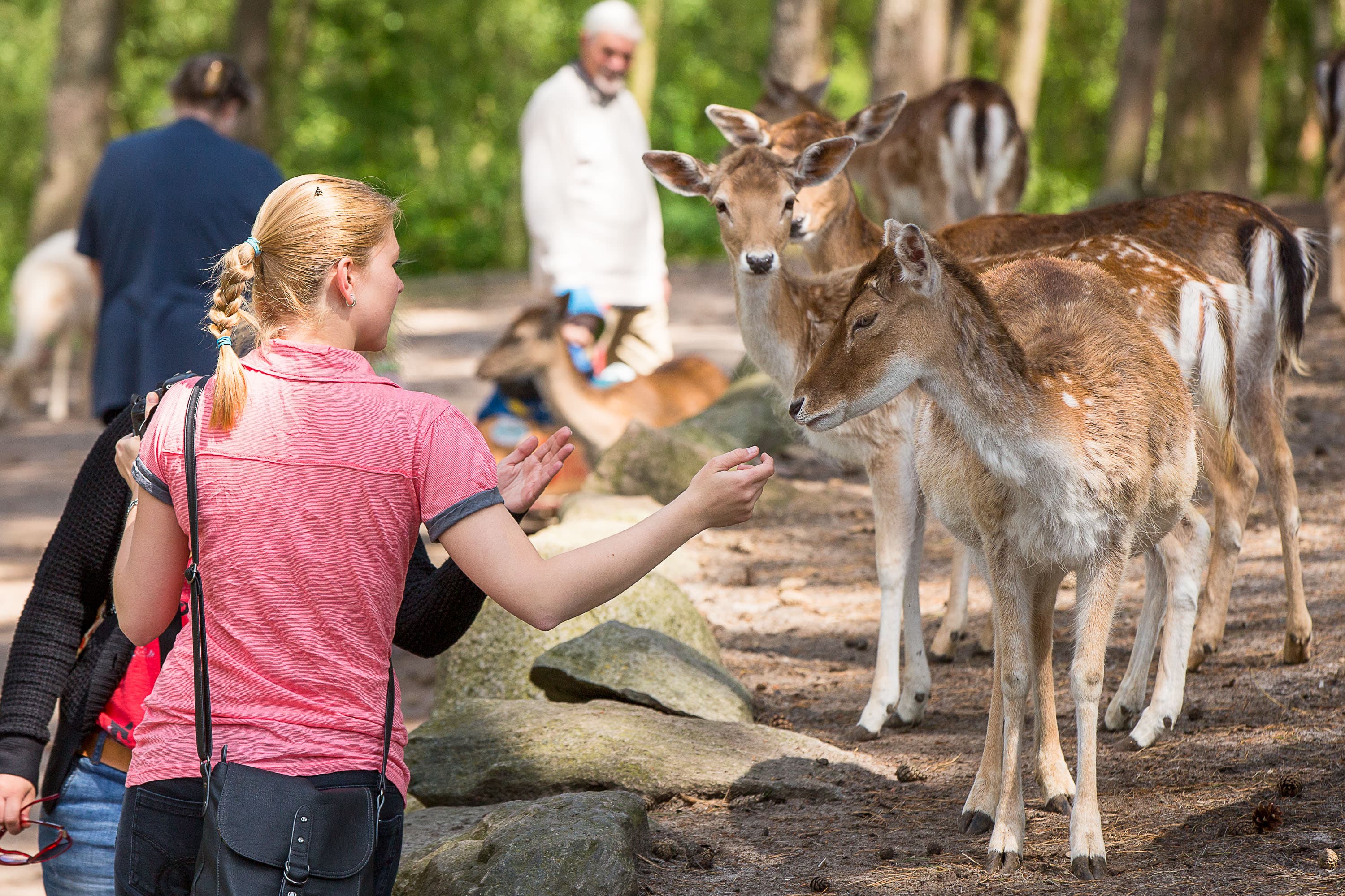 Damwild im Freigehege