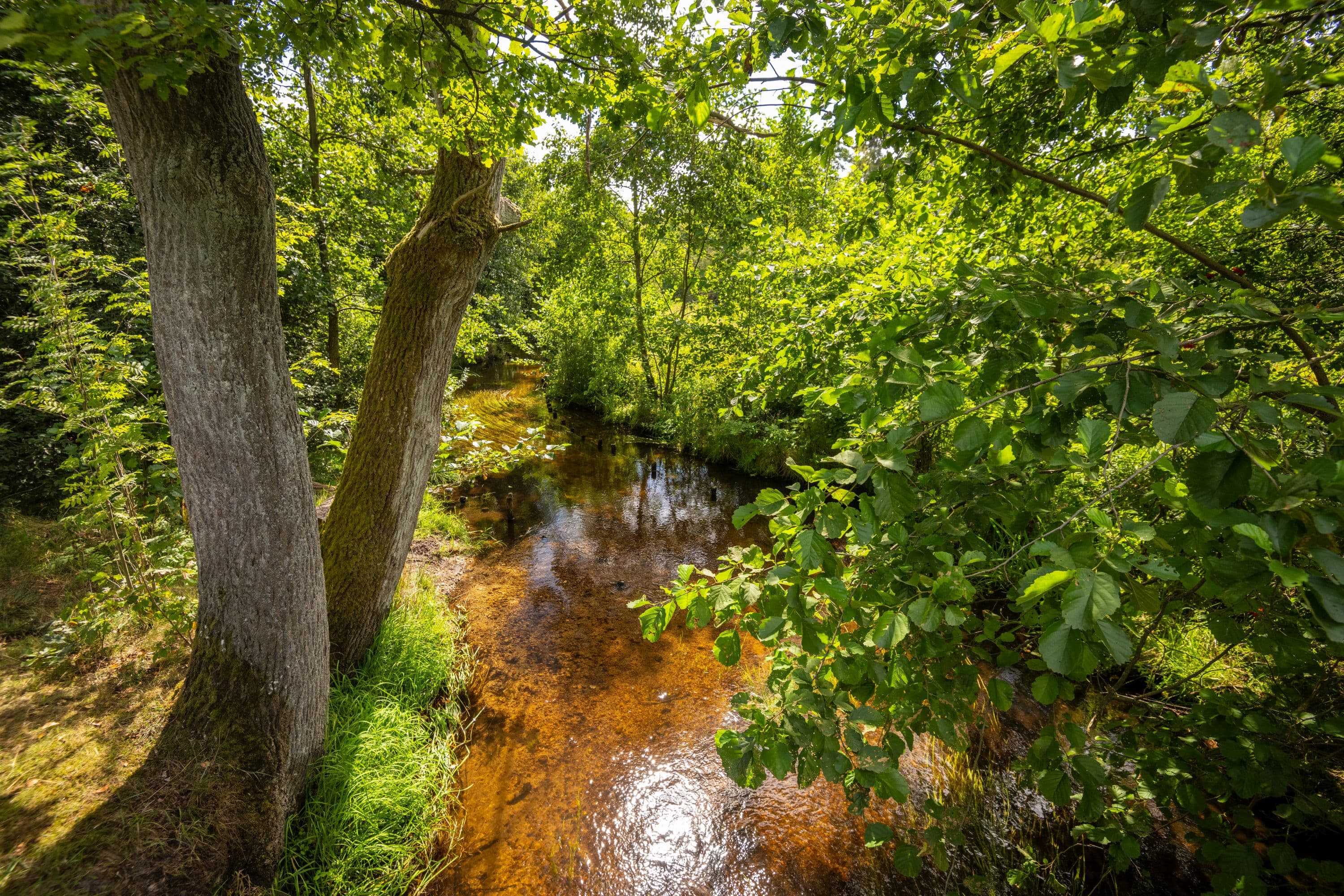 Lutterradweg Bruchwald Eschede Südheide