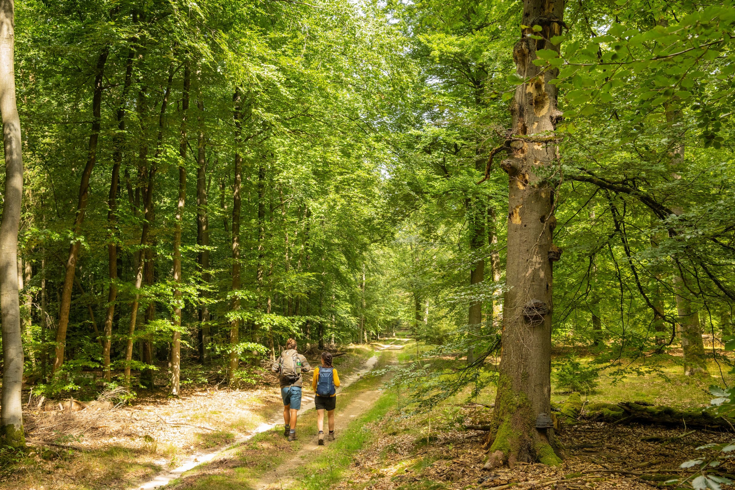 Wandern Lüßwald Unterlüß Südheide