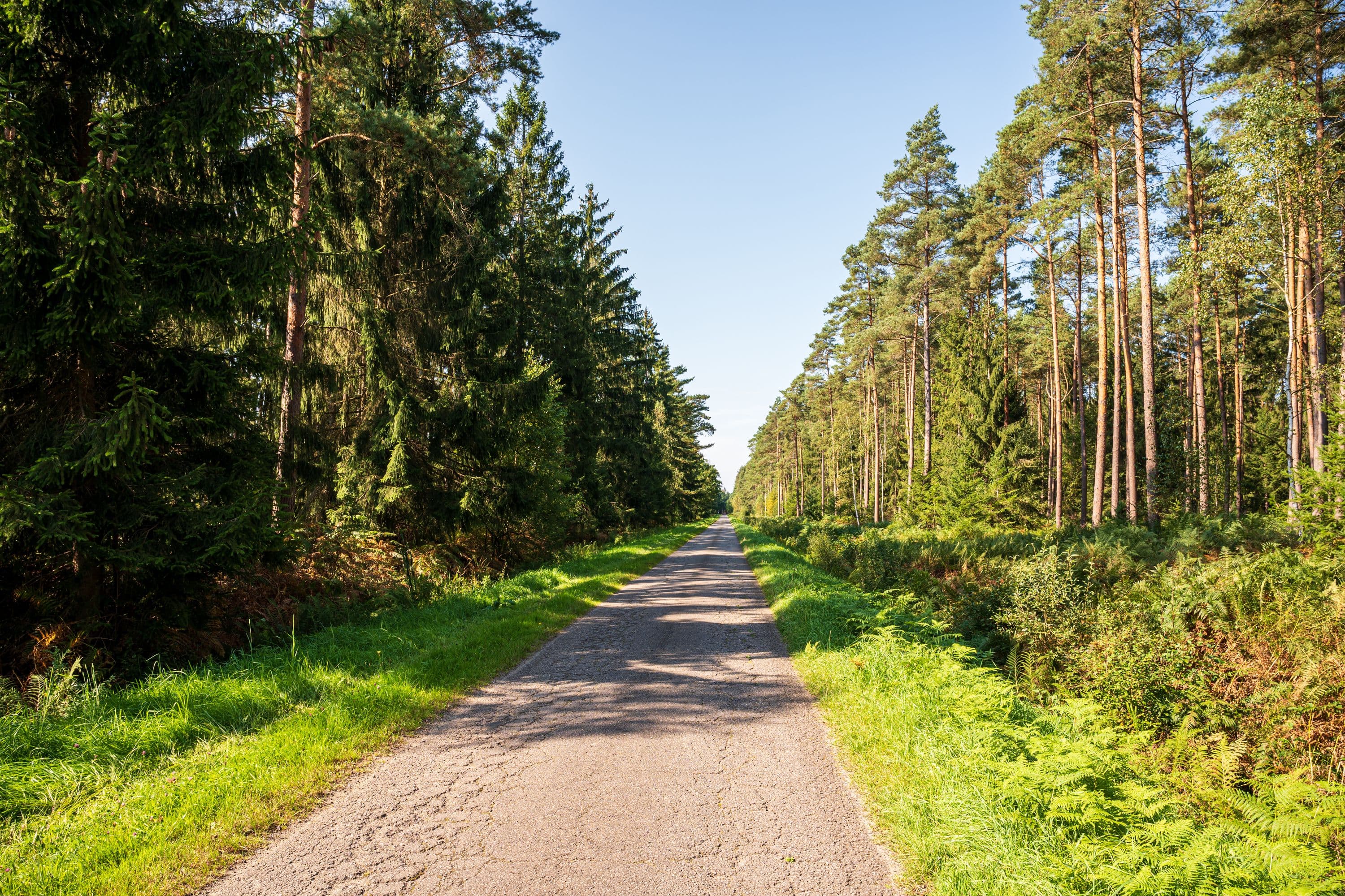 Wandern durch dichte Waldgebiete der Lüneburger Heide