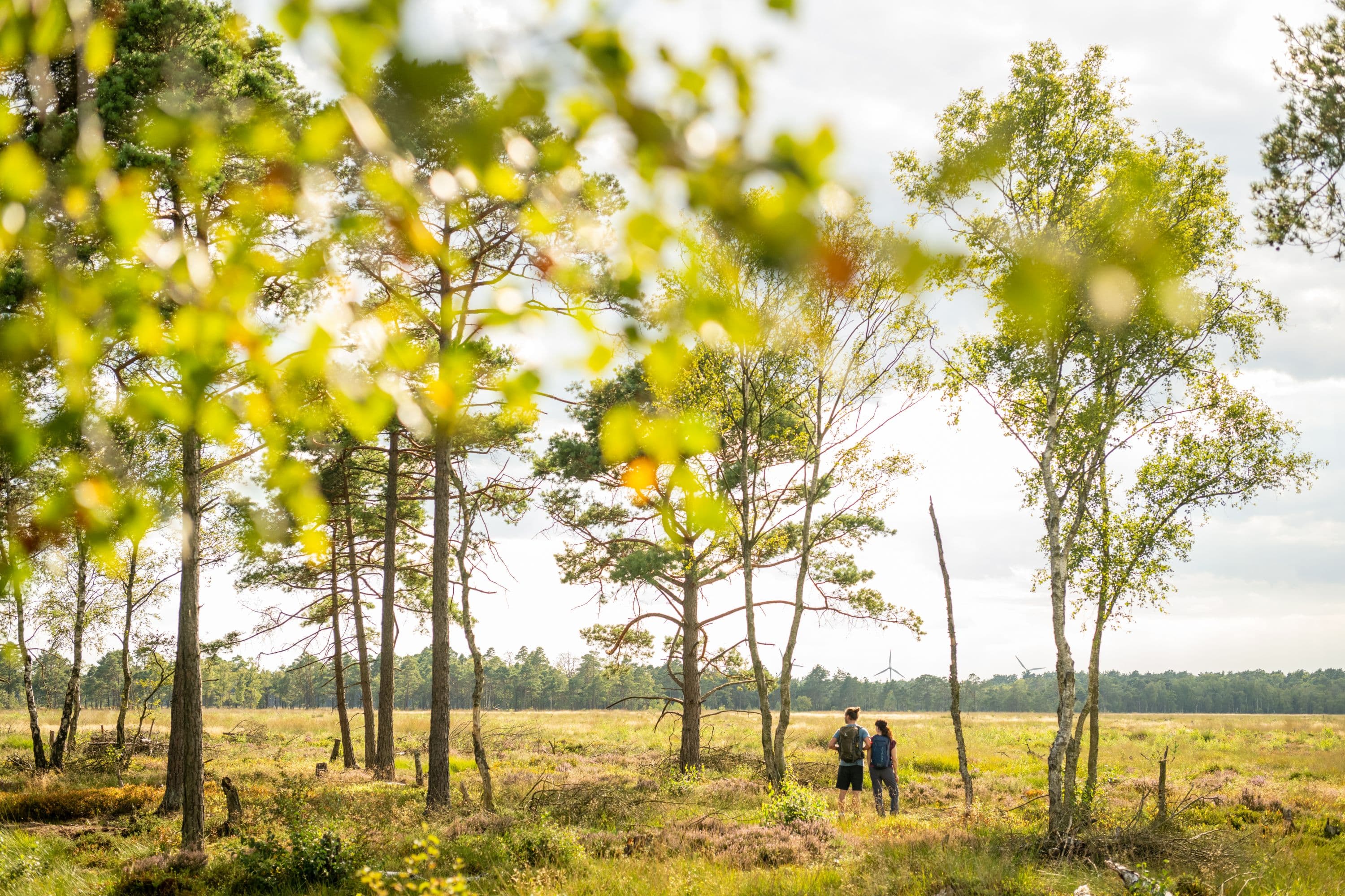 Pietzmoor Schneverdingen Wandern