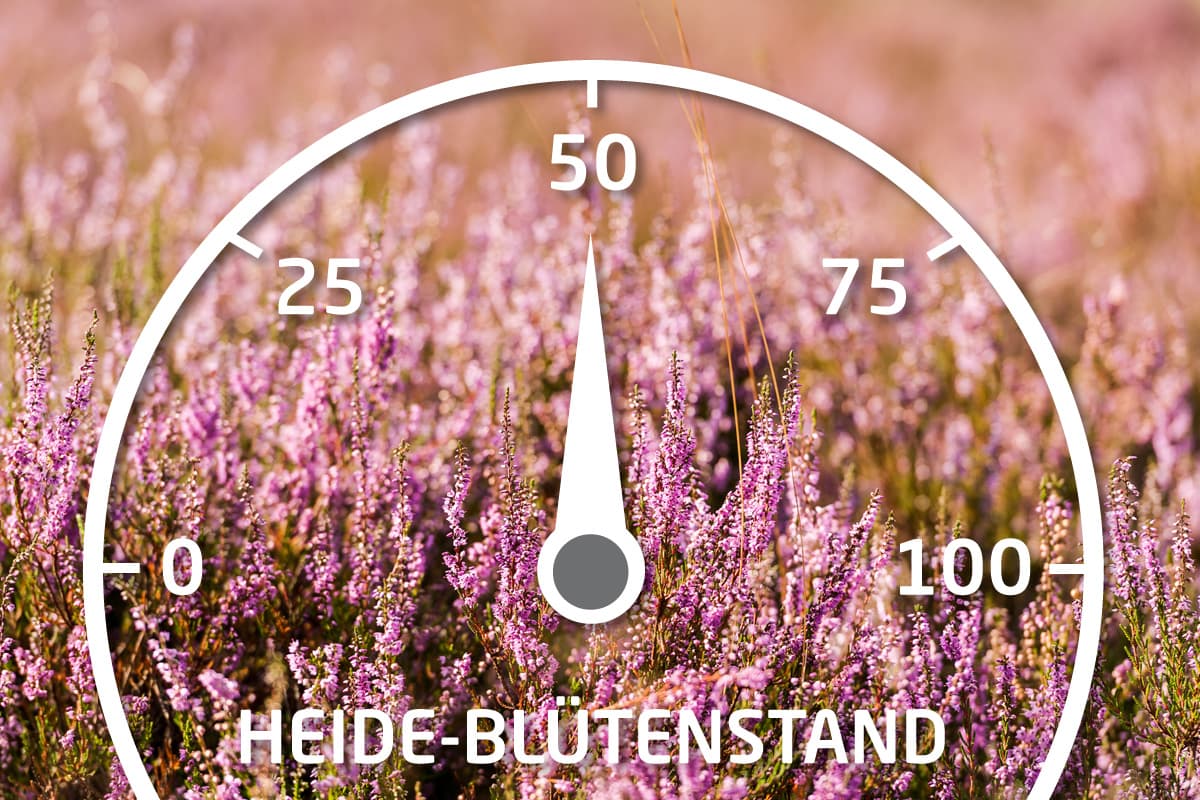 Aktueller Stand der Heideblüte