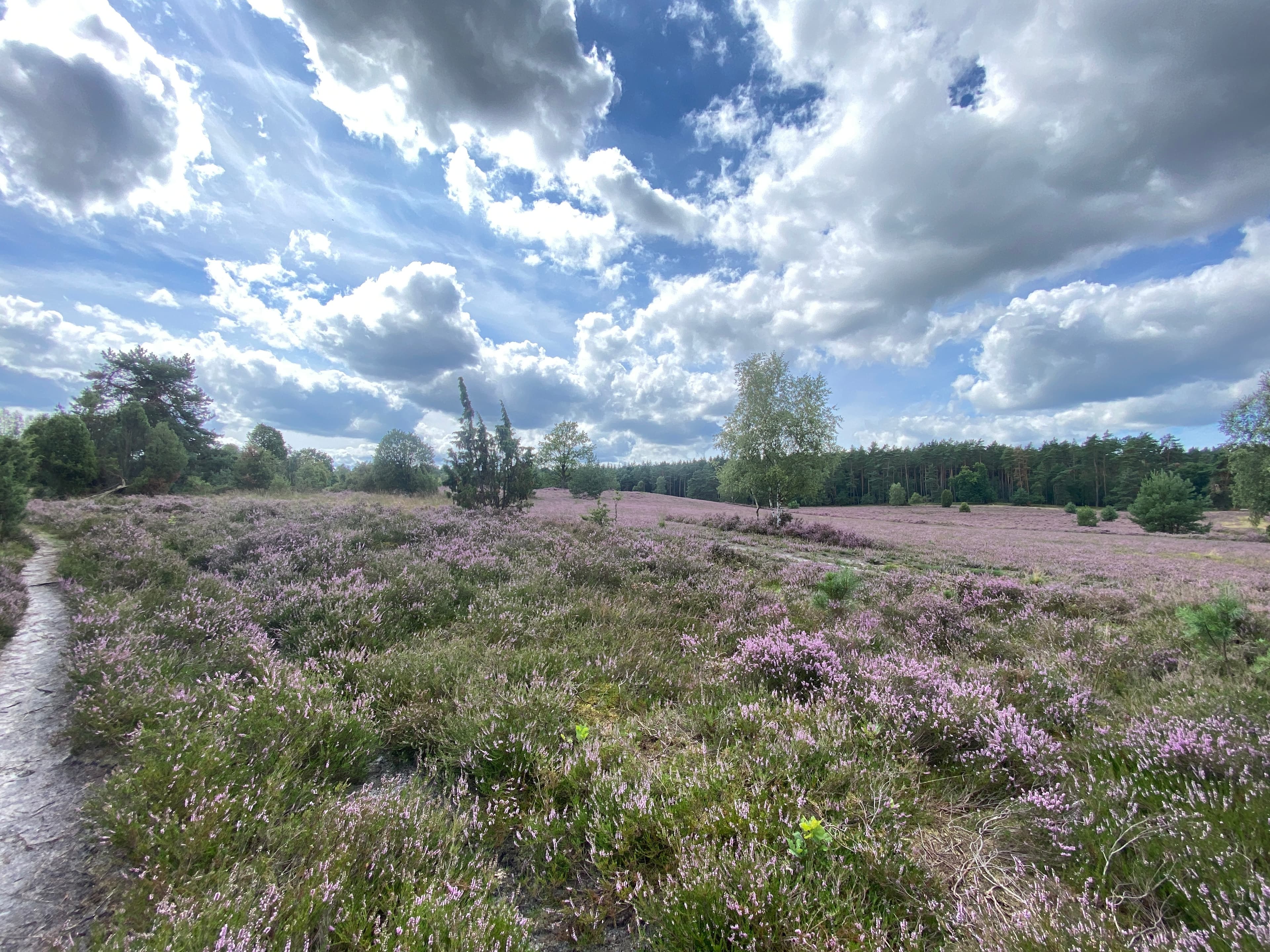 bluehende Heidepflanzen in kraeftigem lila umgeben von gruenen wacholdern