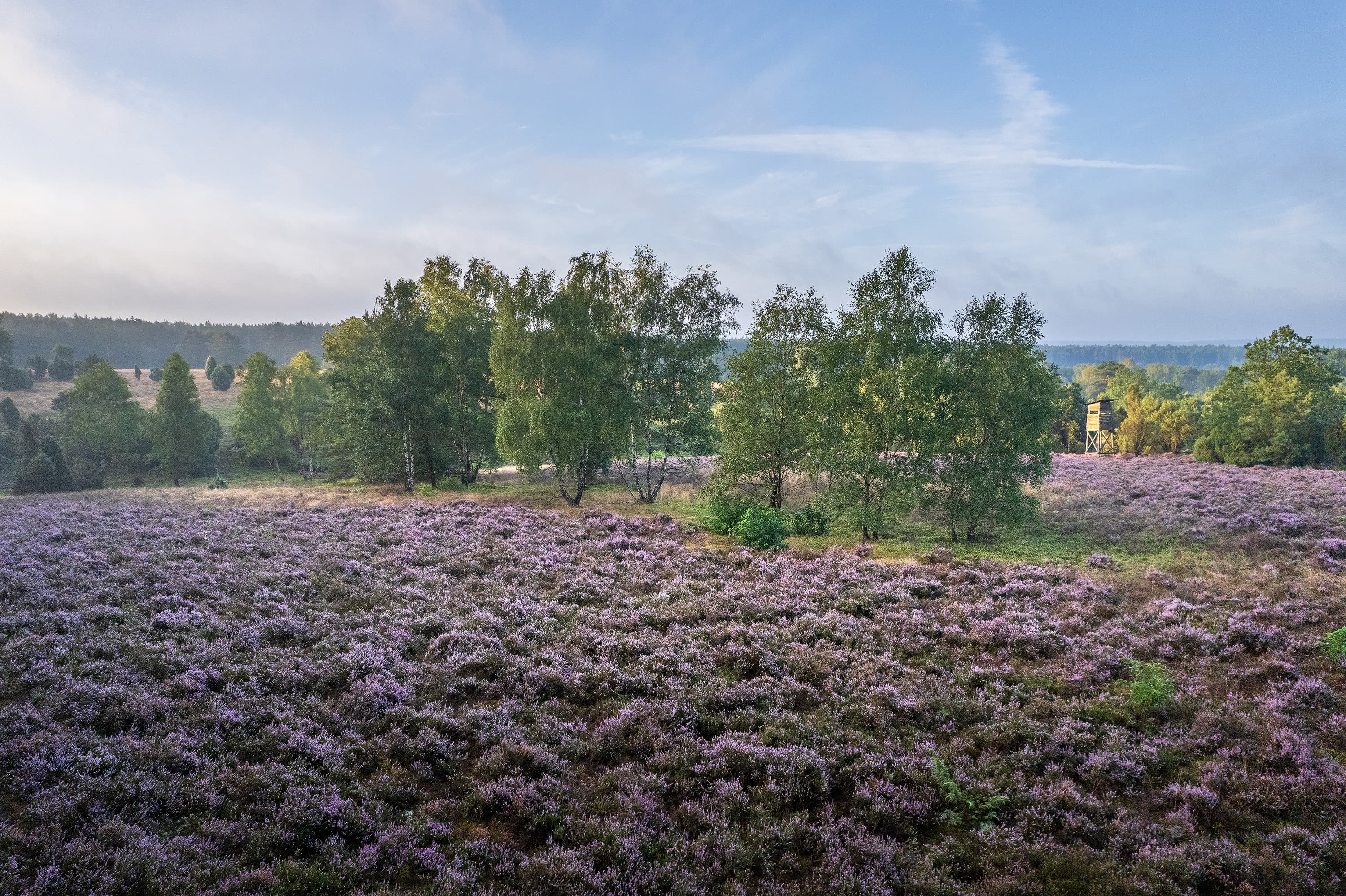 Luftaufnahme von der Heide am Schillohsberg zur Heideblüte