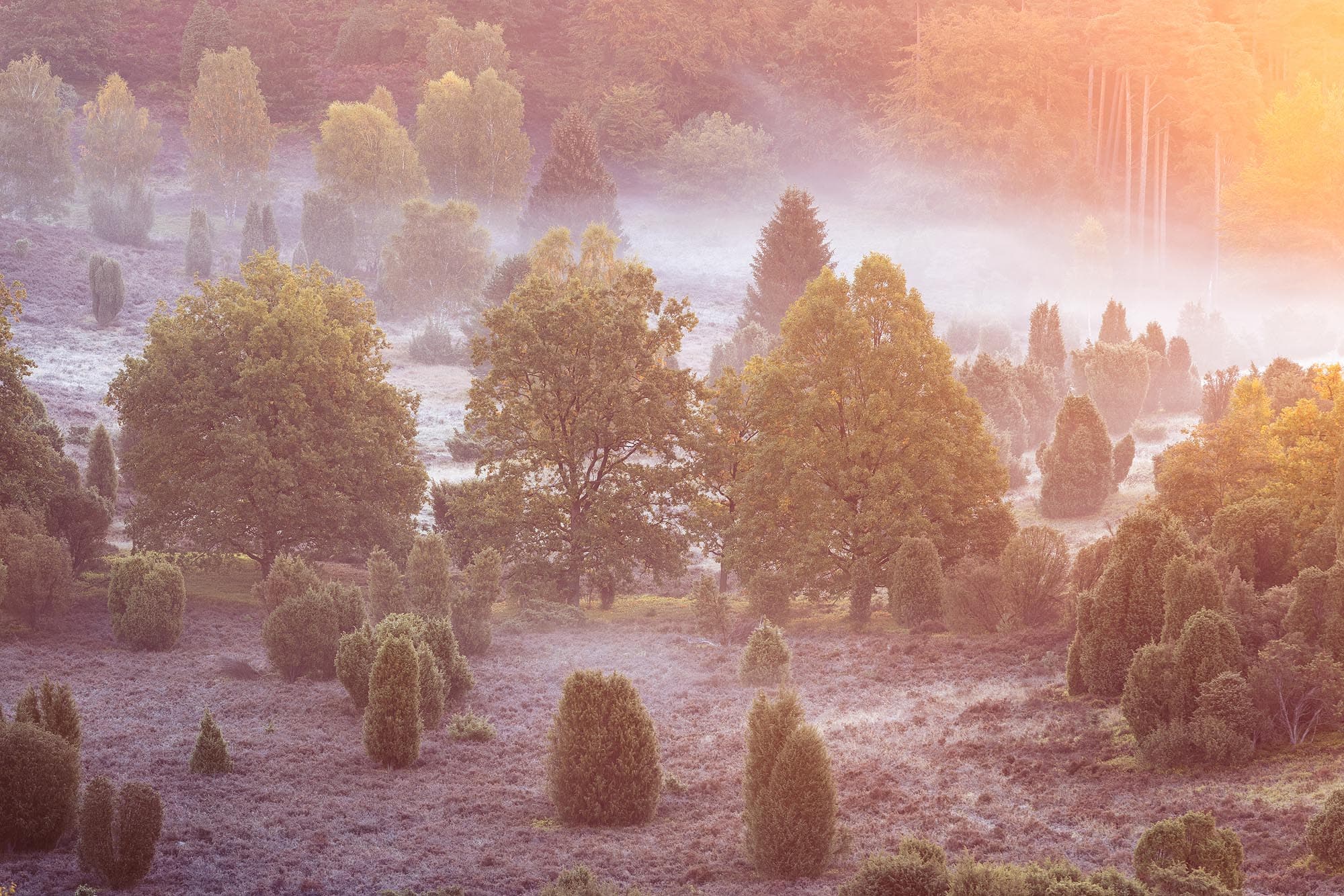 Mystische Stimmung im Herbst im Totengrund in der Lüneburger Heide