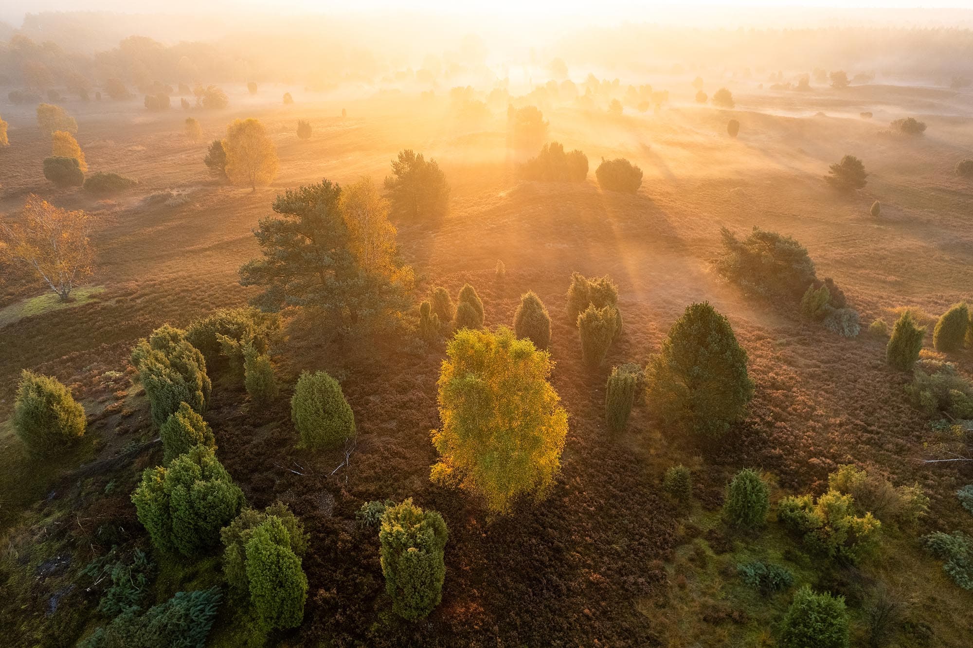 Herbststimmung in der Lüneburger Heide im September und Oktober