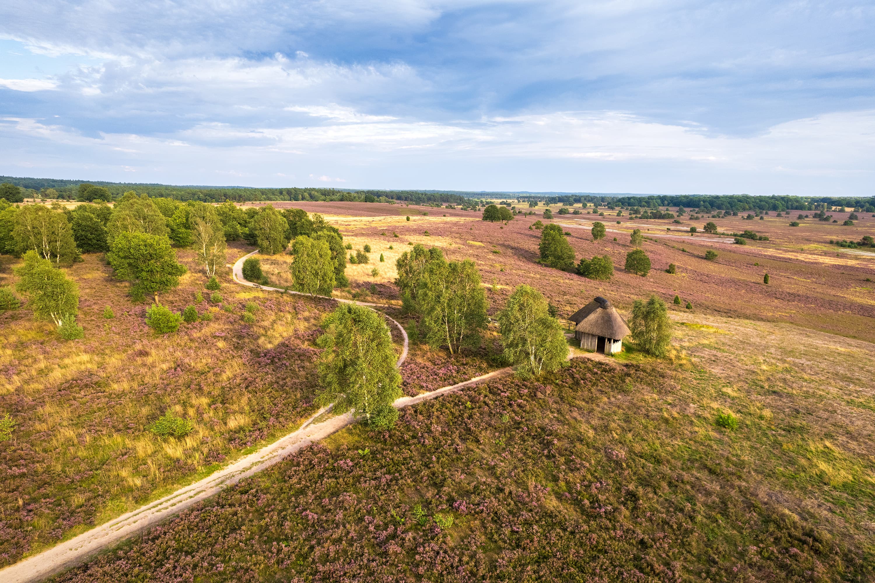 Eine der schönsten Stellen der Lüneburger Heide ist in Niederhaverbeck am Suhorn
