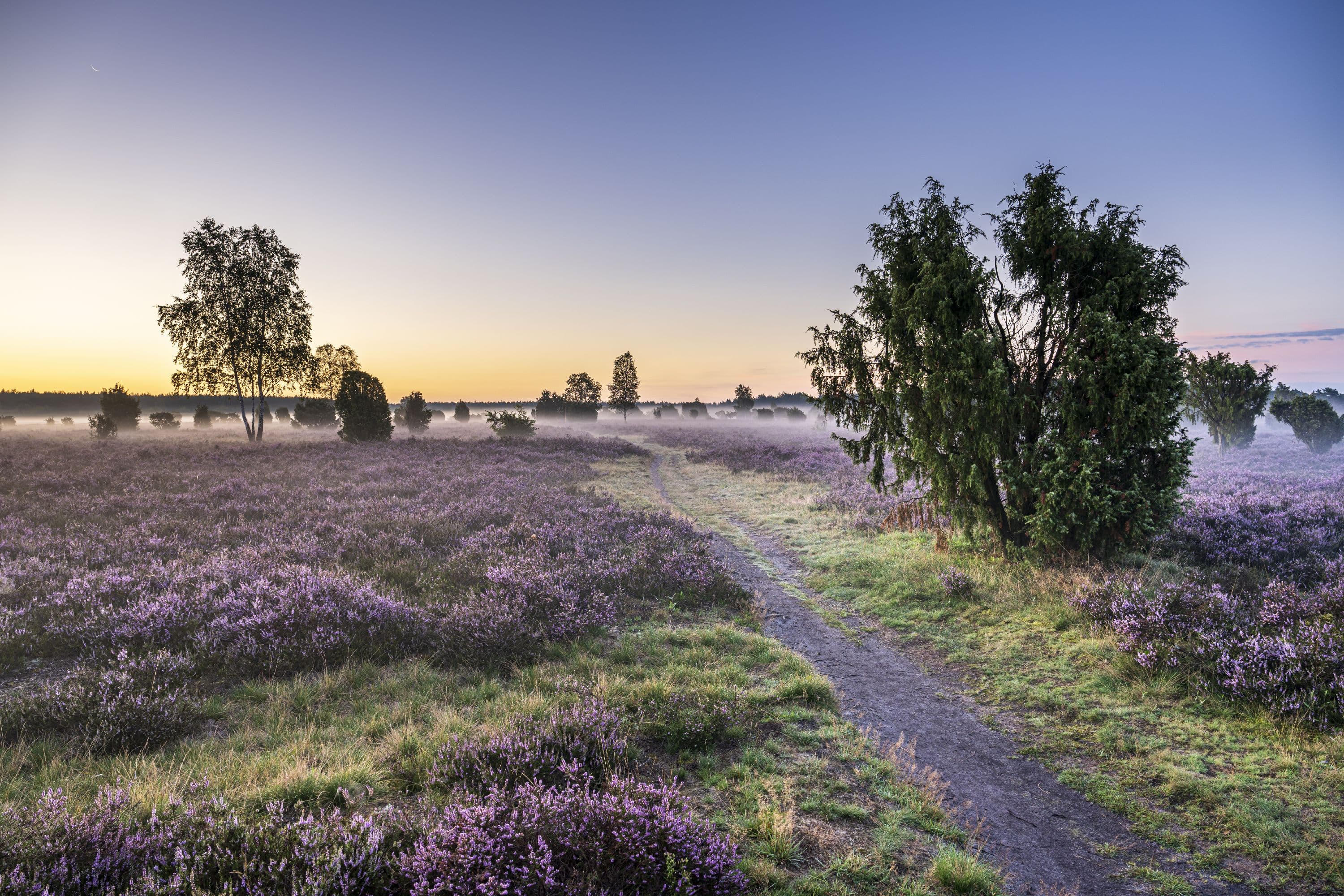 Wandern im Sonnenaufgang im Wacholderwald Schmarbeck