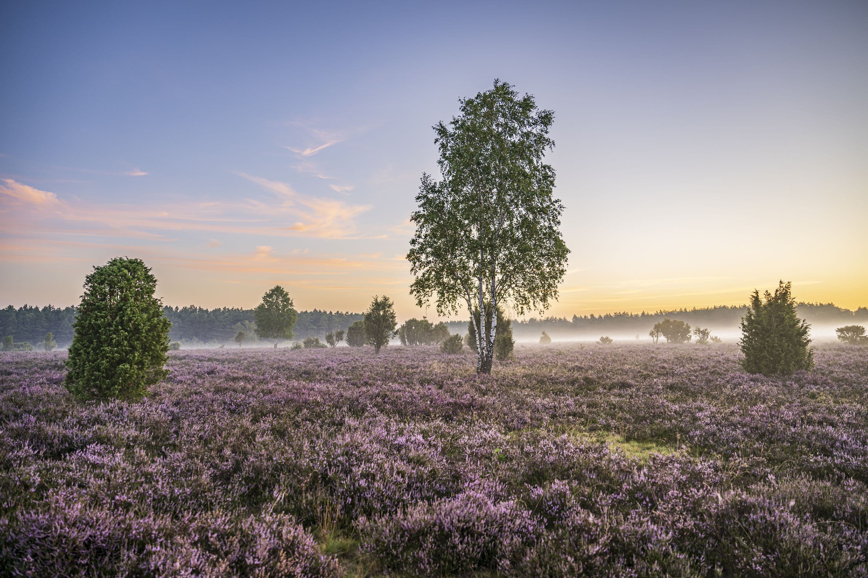 Wandern im Frühnebel durch die blühende Heide