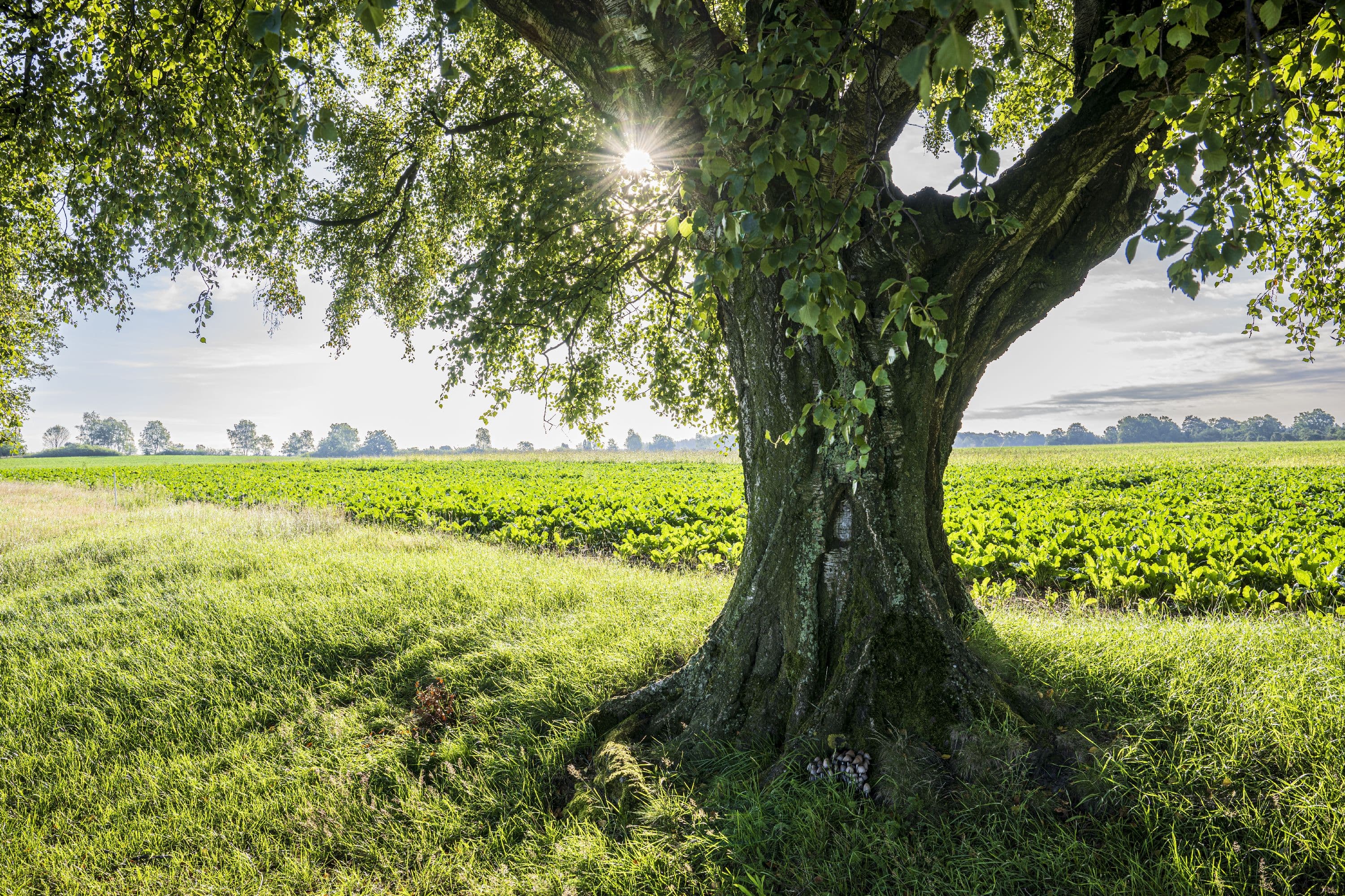 Am Wegesrand des Rundtour liegen Felder und uralte Birken