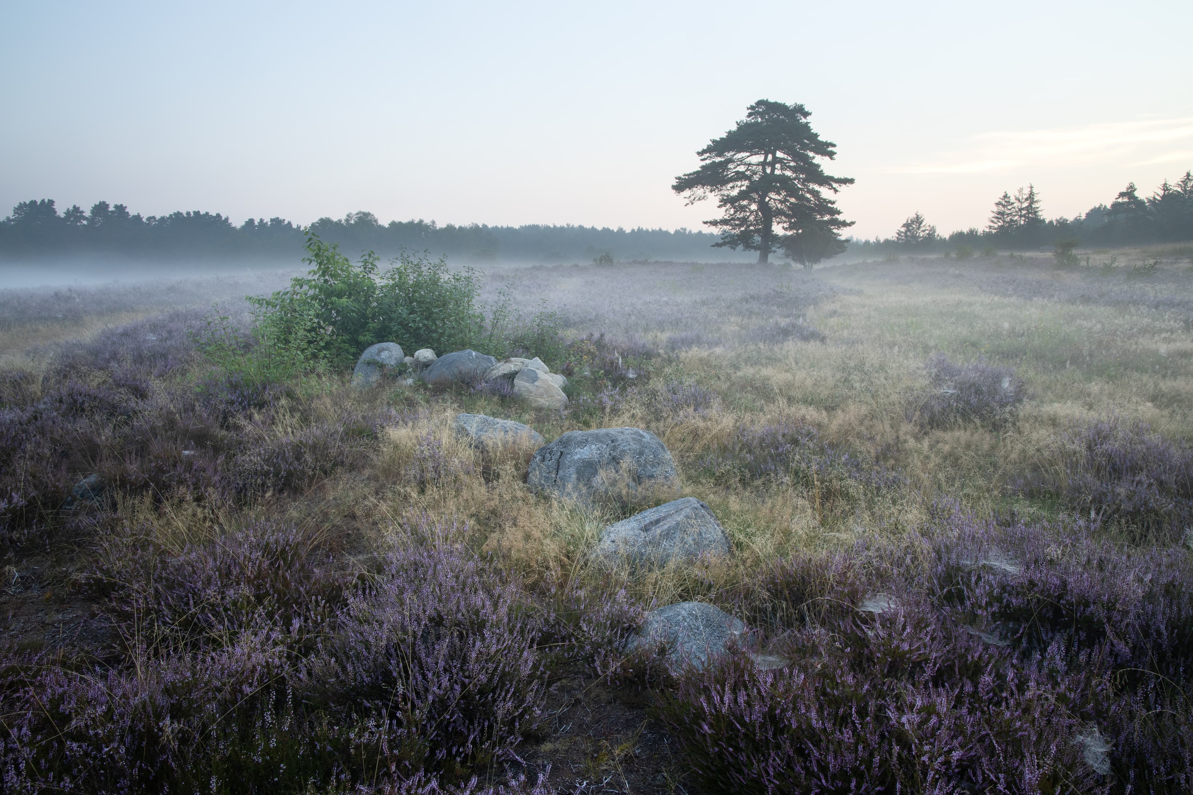 Wandergebiet Lüneburger Heide in Niedersachsen