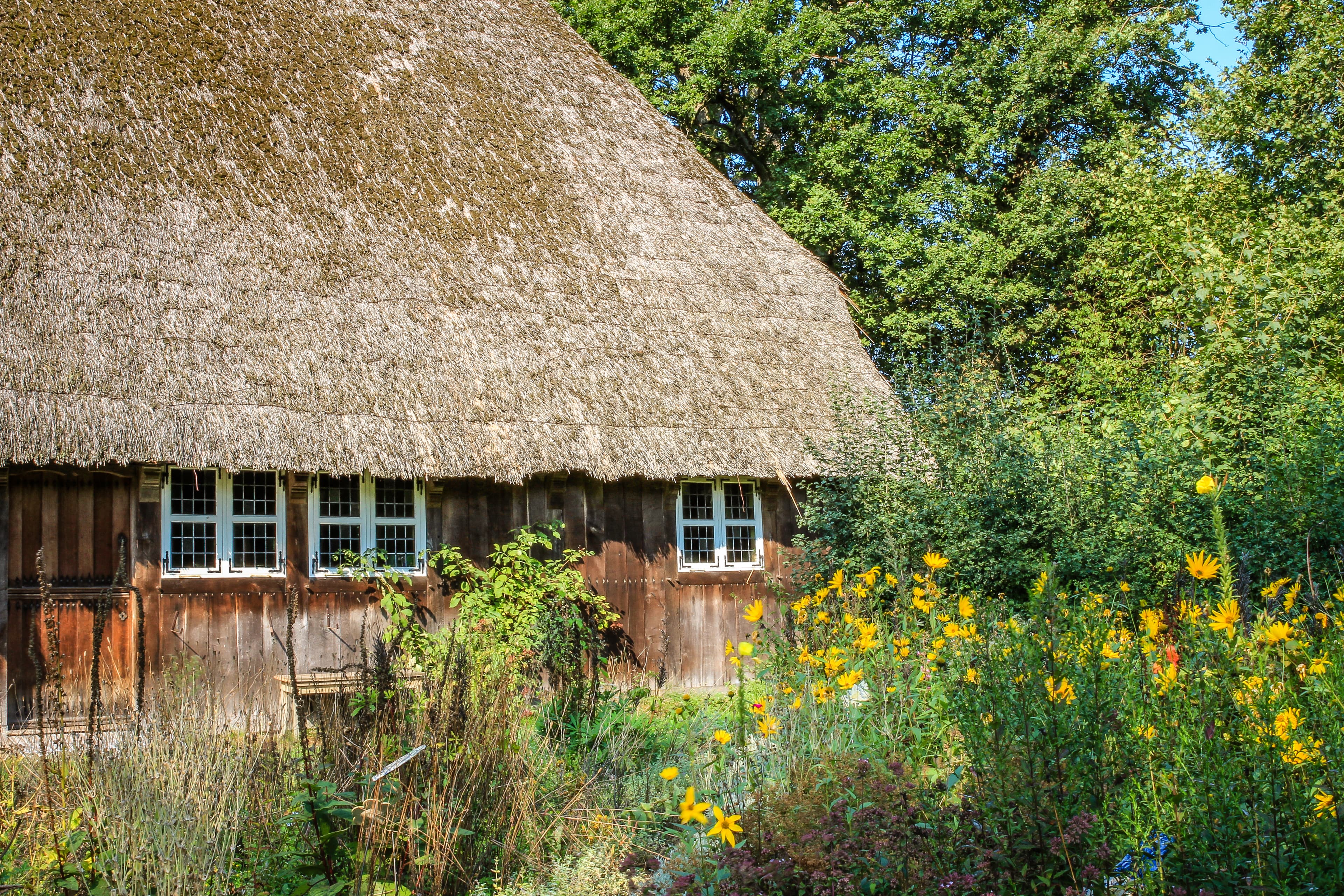 Ein höhepunkt des wanderweges lila krönung ist das heidedorf wilsede
