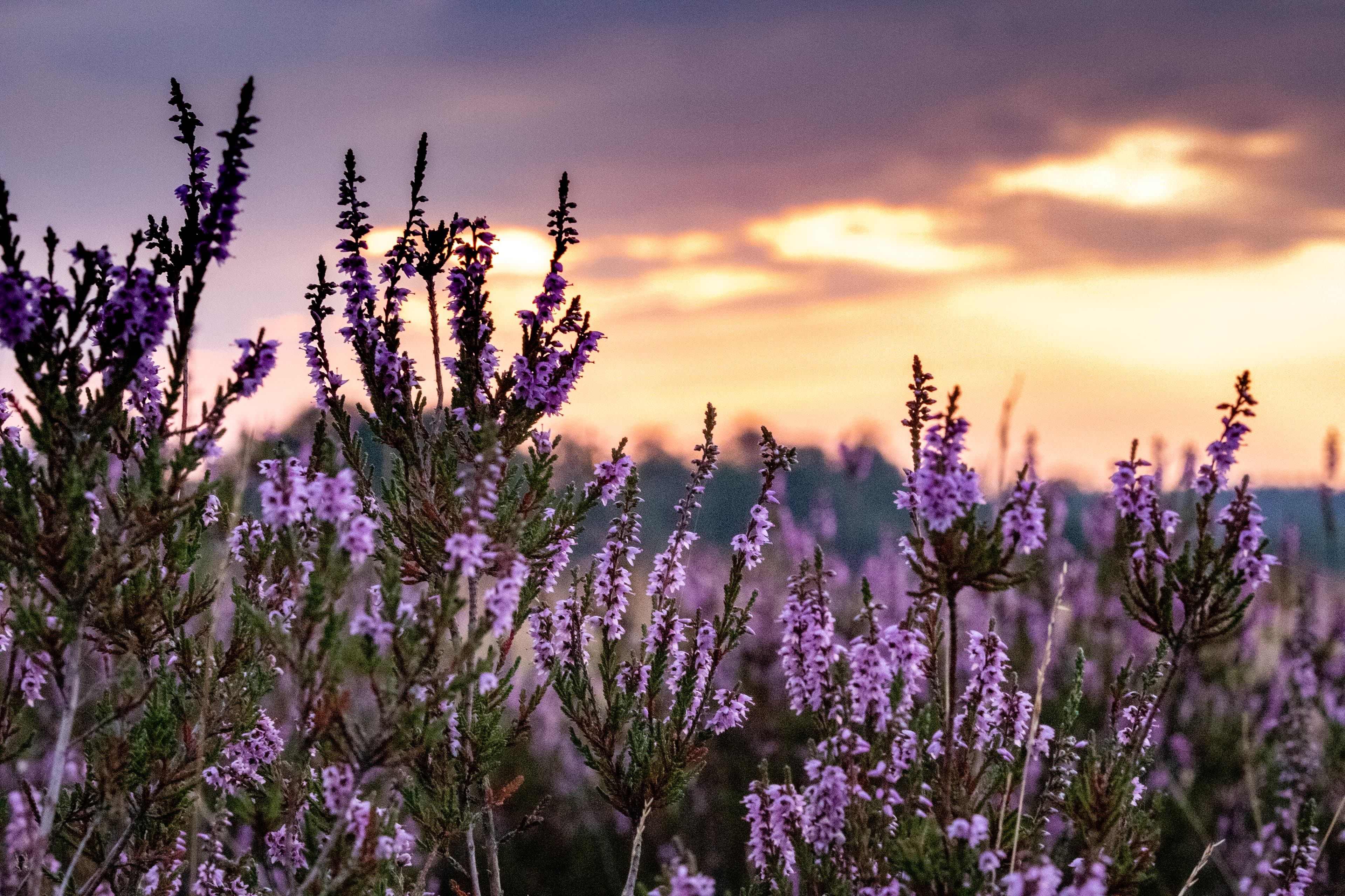 Tolle Wandertour auf dem Wanderweg Lila Krönung durch die Lüneburger Heide