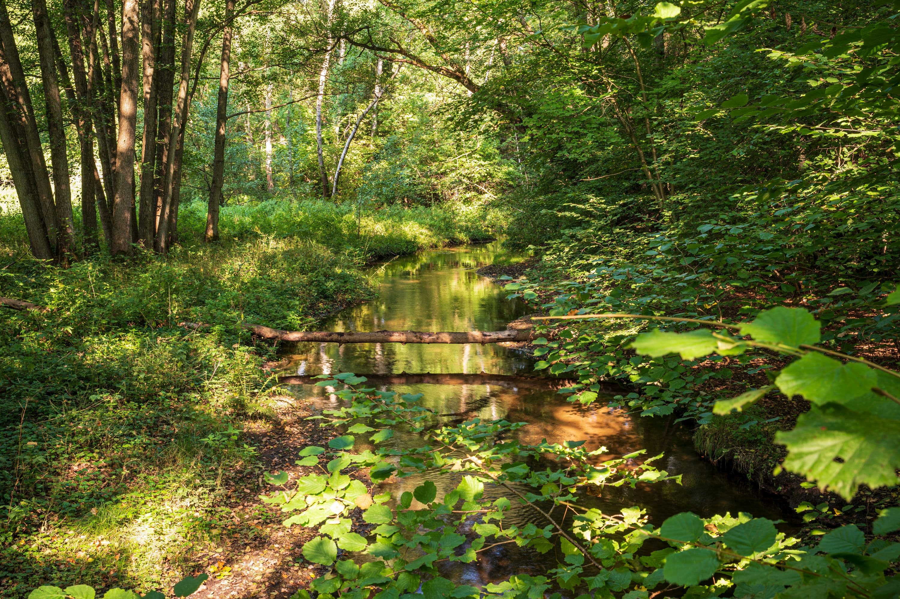 Wandern entlang idyllischer Bachläufe und kleiner Flüsse