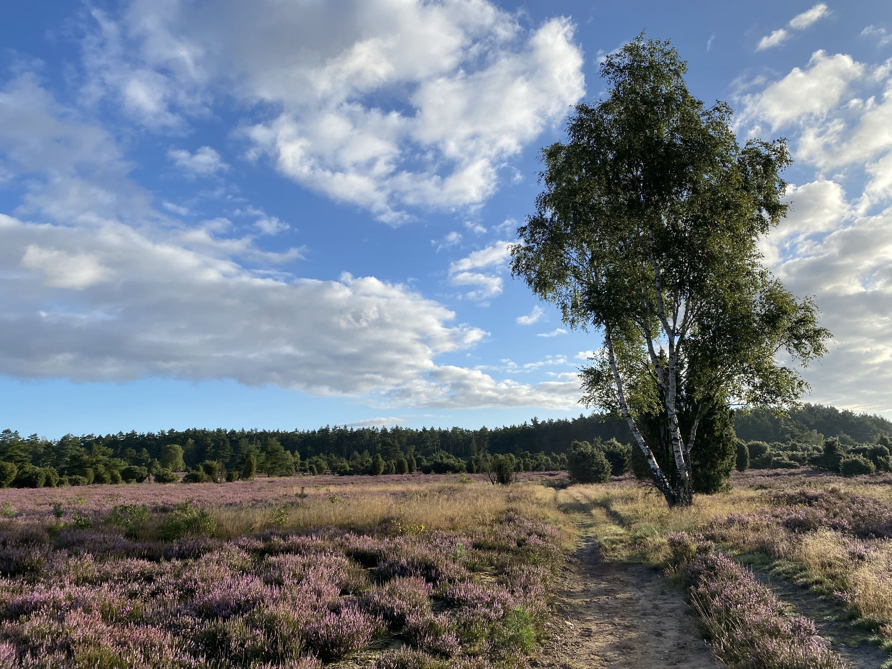 Wandern durch die Rehrhofer Heide zur Heideblüte